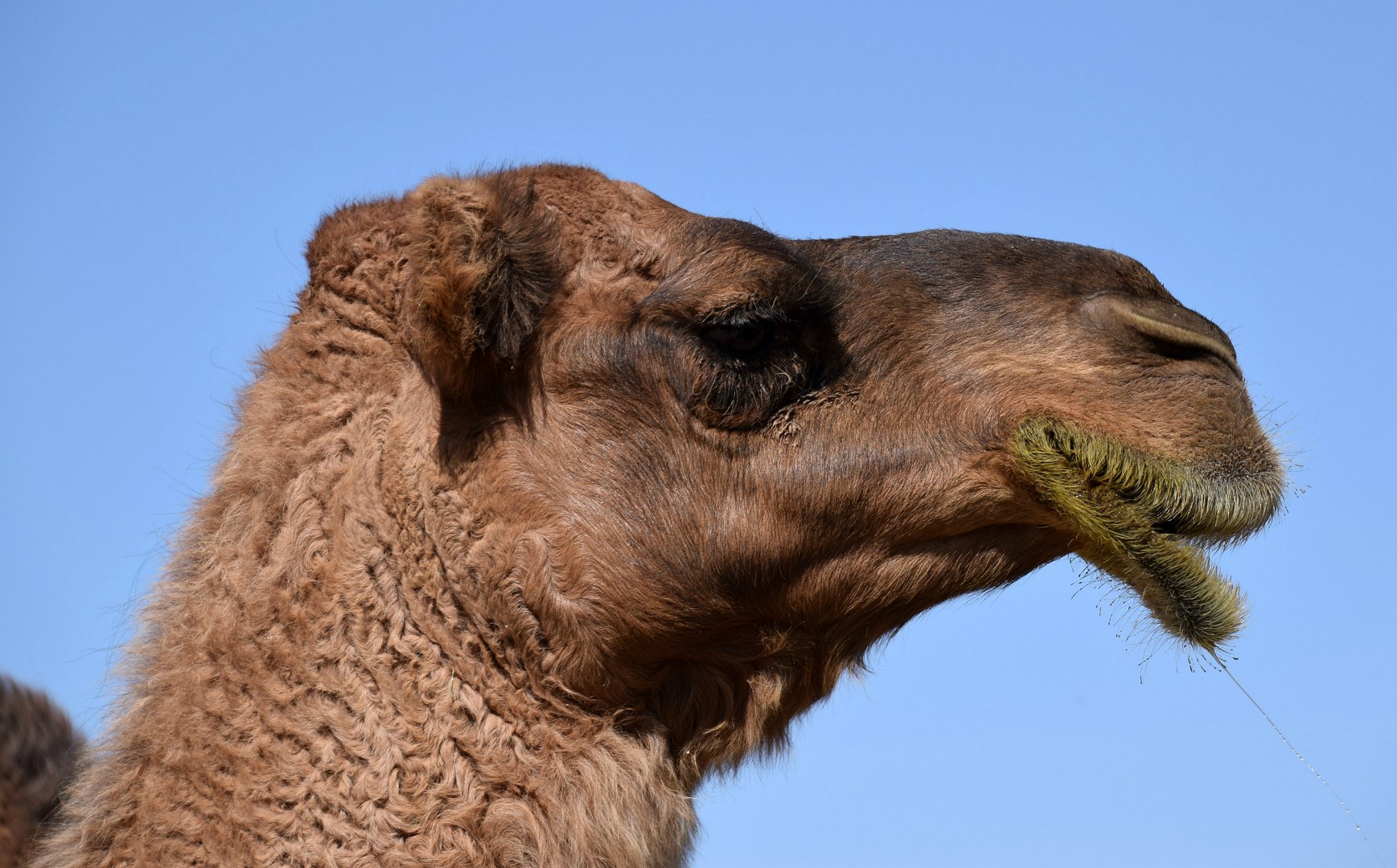 Camel, Mary