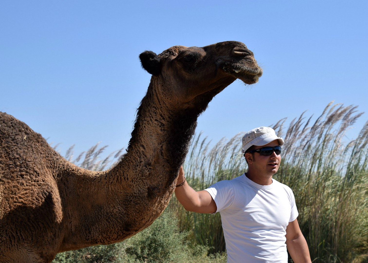 Camel, Mary