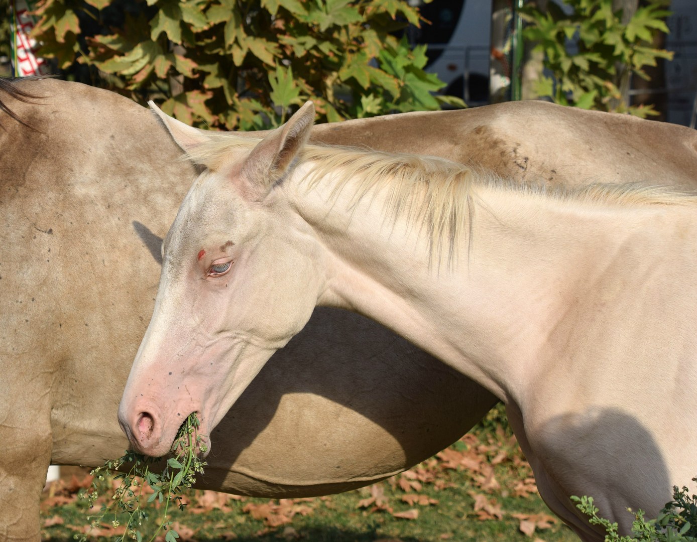 Blue-eyed Akhal-Teke foal, Gokdepe
