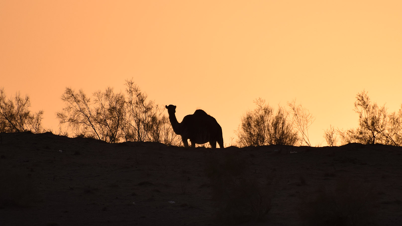 Camel near Darveze Gas Crater
