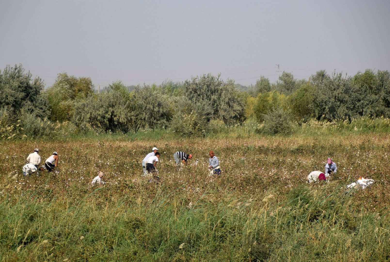 Picking cotton, Beruniy