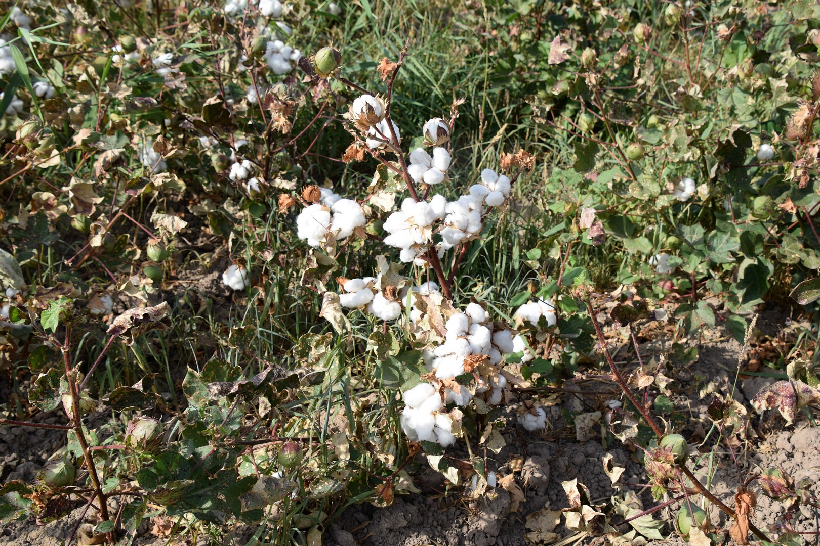 Cotton, Beruniy