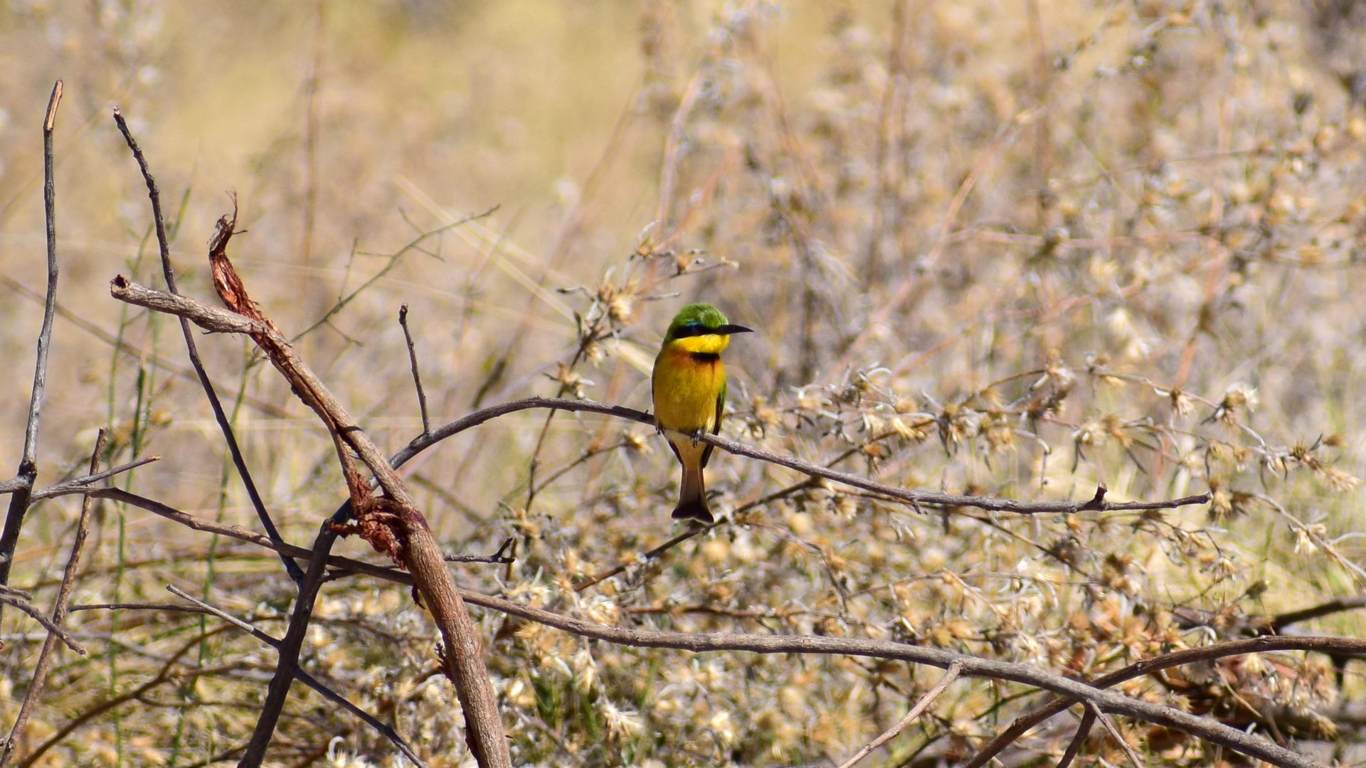 Little Bee-eater, Toka Leya Camp