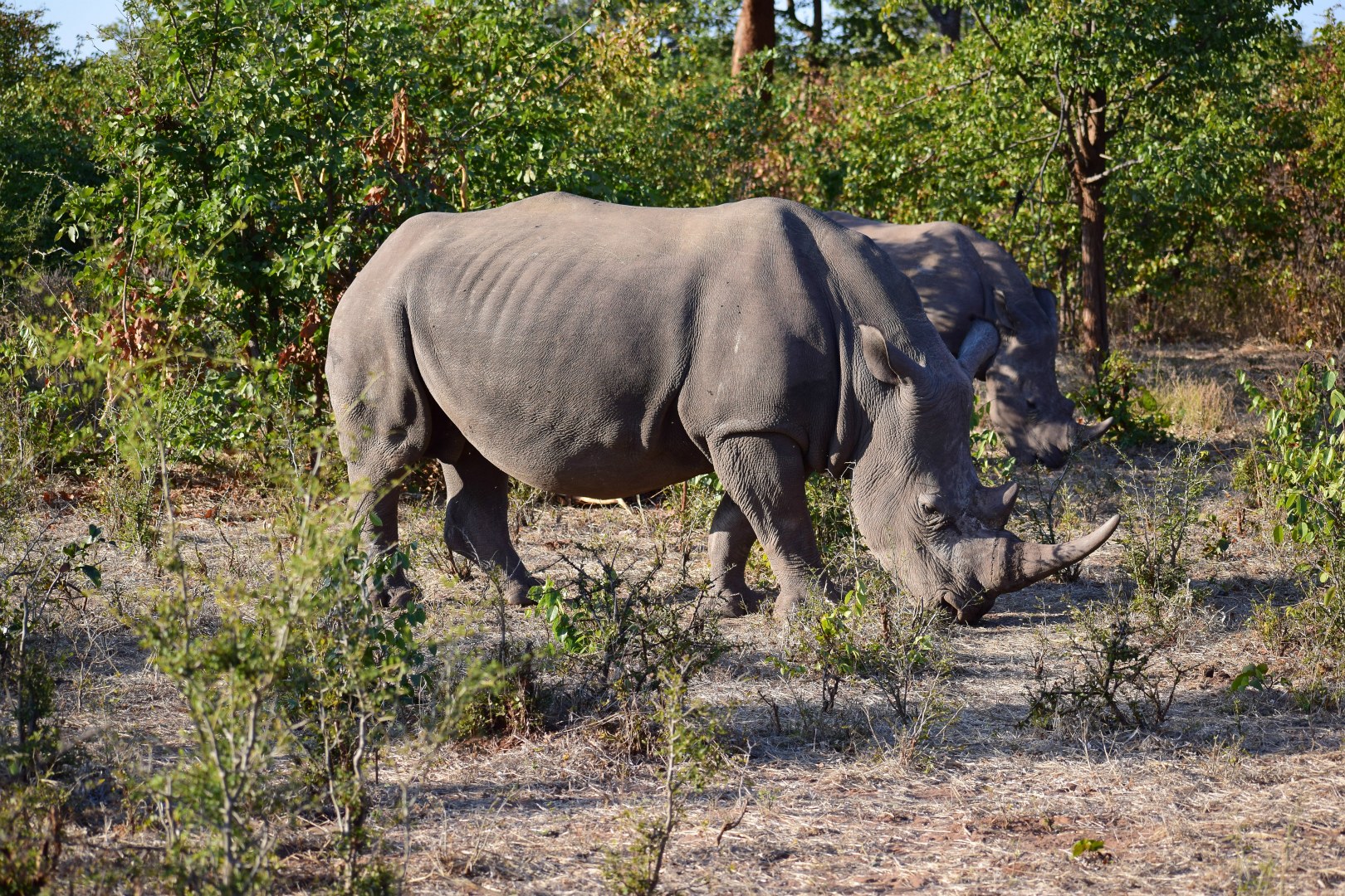 White Rhinos, Mosi-oa-Tunya National Park