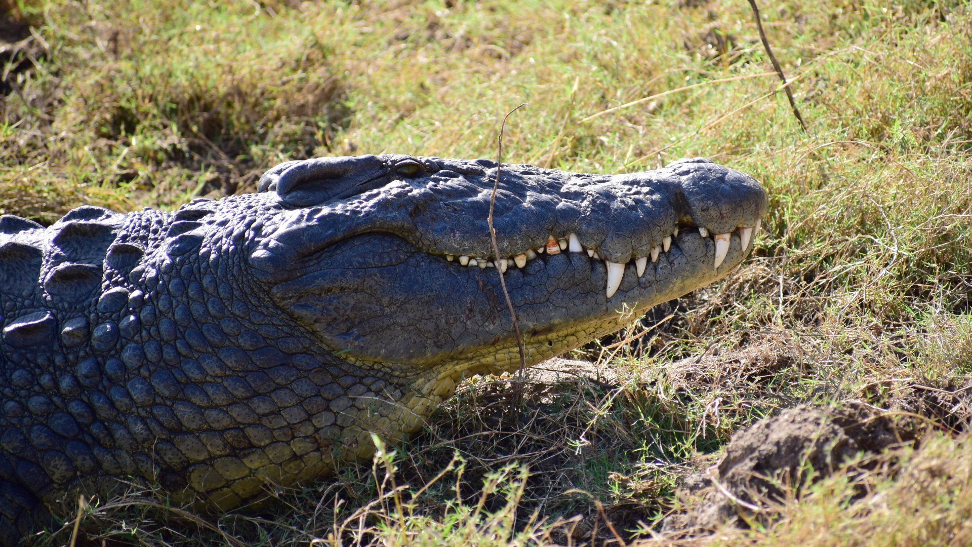 Crocodile, Chobe National Park