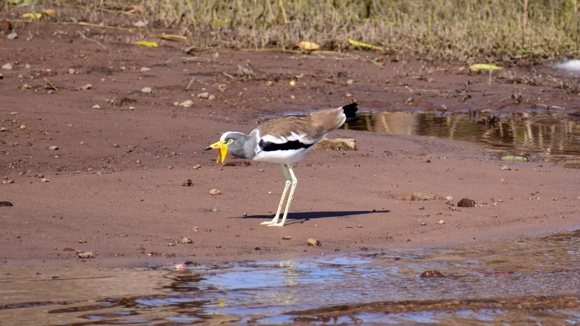 White-crowned Lapwing, Chobe National Park