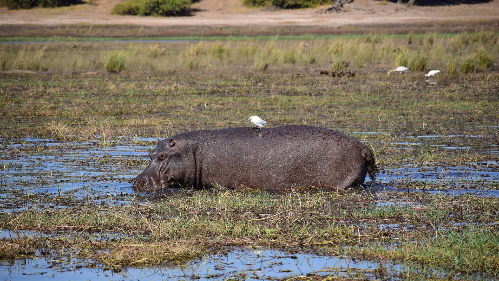 Hippopotamus, Chobe National Park