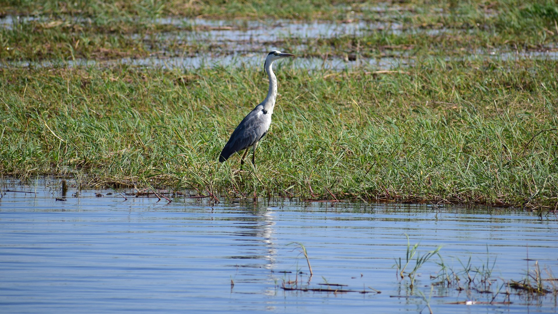 Grey Heron, Chobe National Park