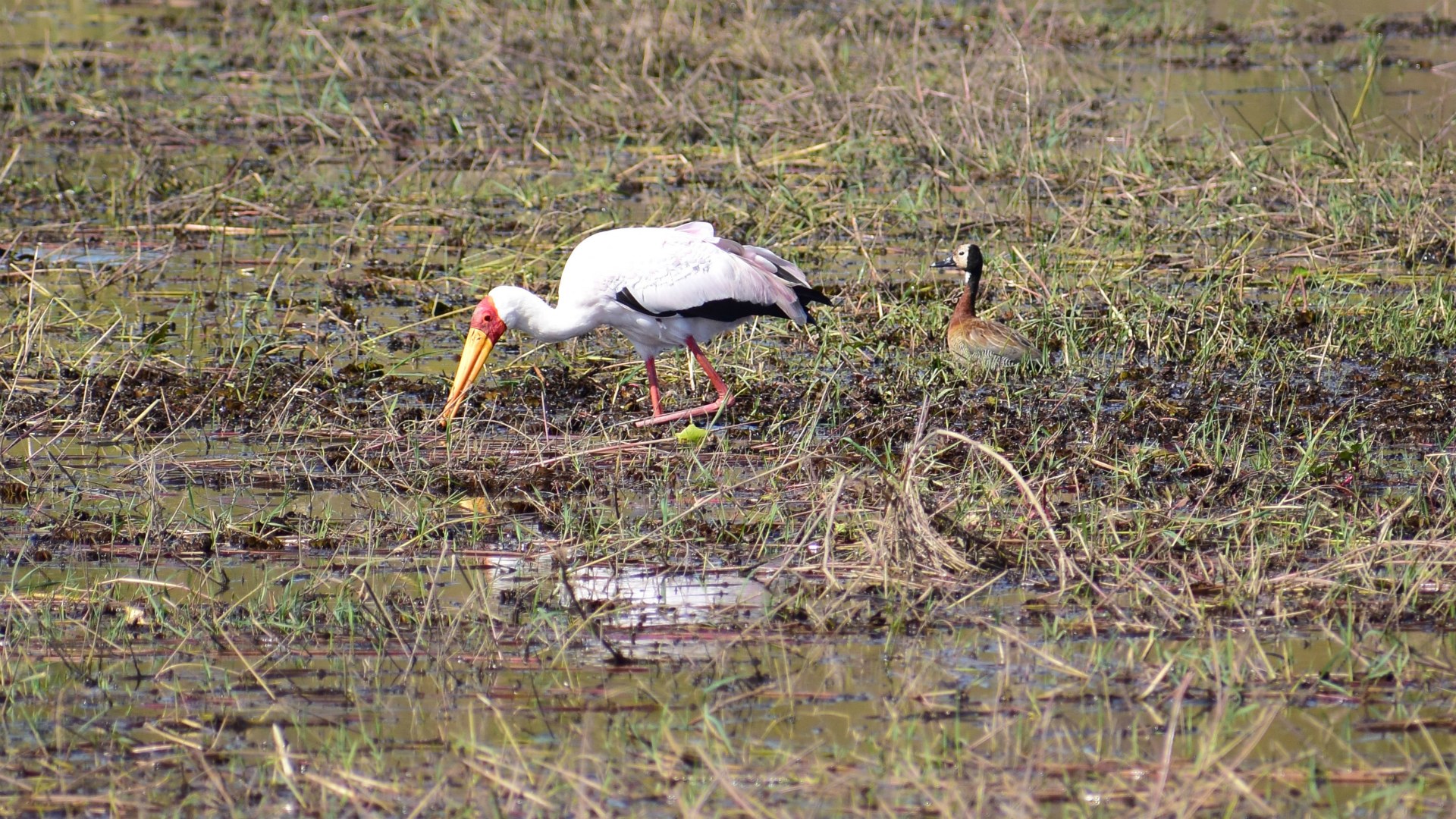 Yellow-billed Stork, Chobe National Park