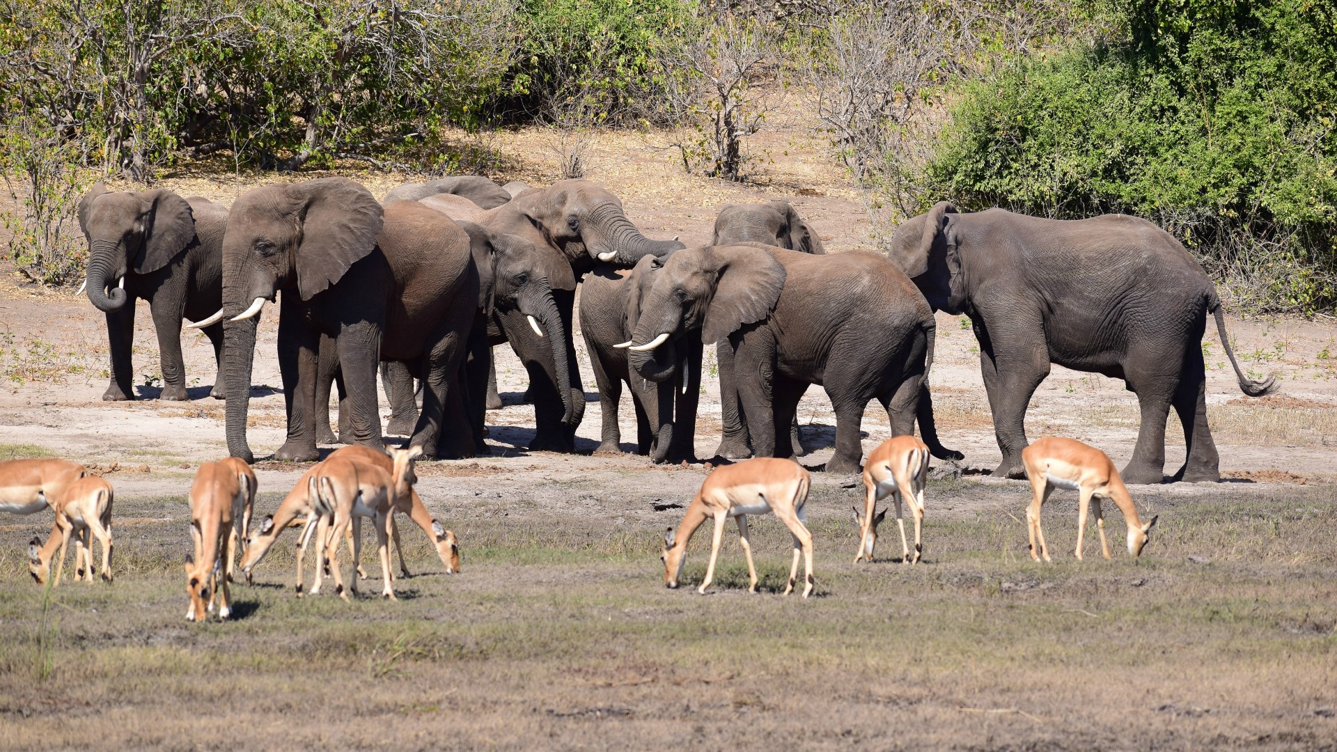 Elephants and Impala, Chobe National Park