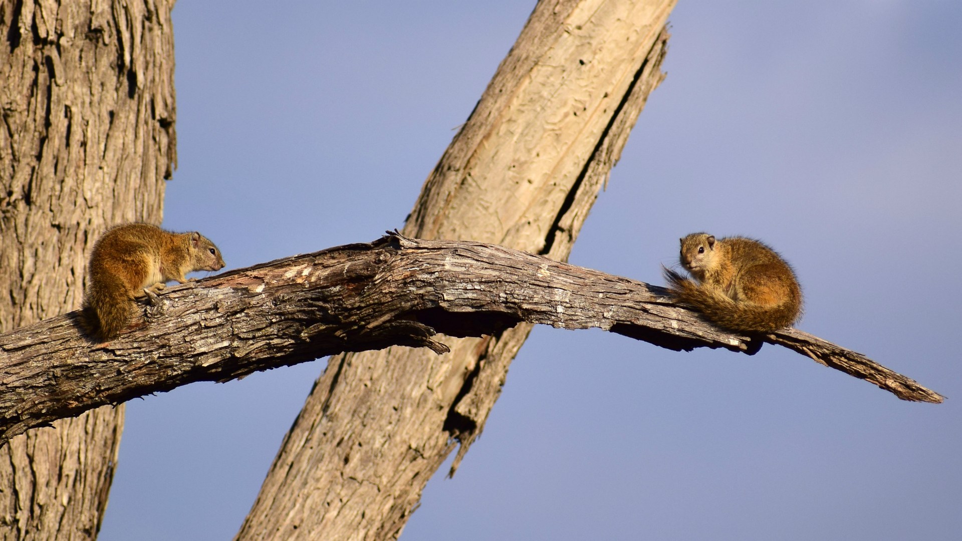 Tree Squirrels, Linyanti Reserve