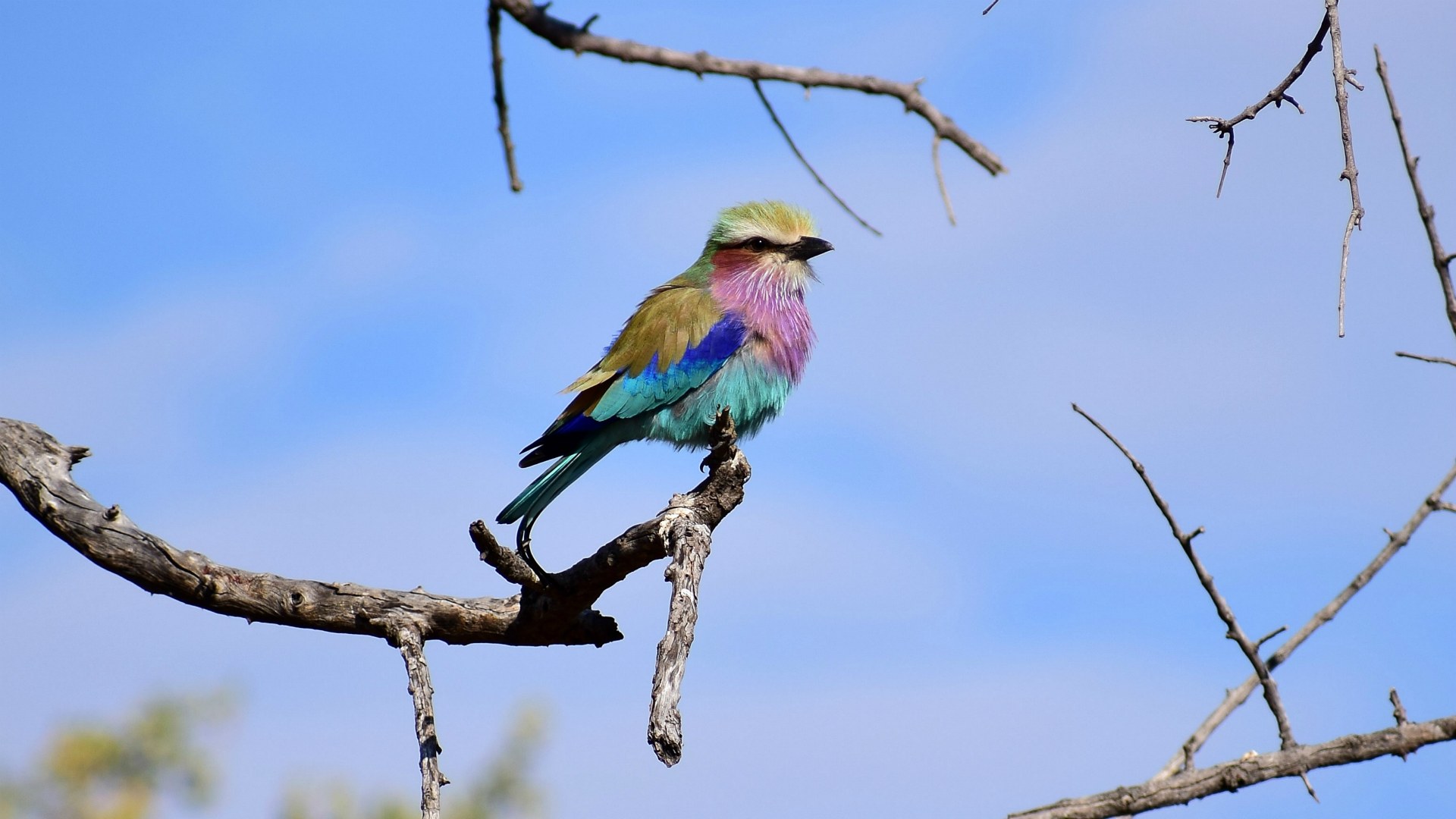 Lilac-breasted Roller, Linyanti Reserve