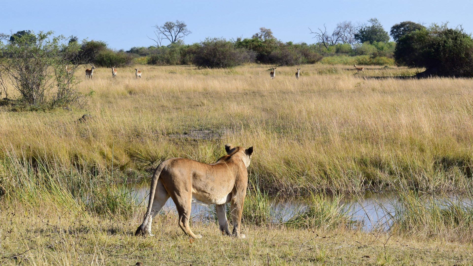 Lion watching Red Lechwe, Linyanti Reserve