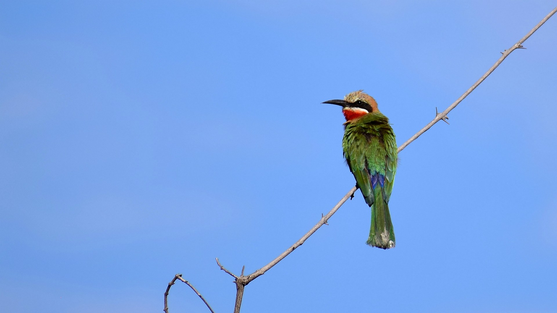 White-fronted Bee-eater, Linyanti Reserve