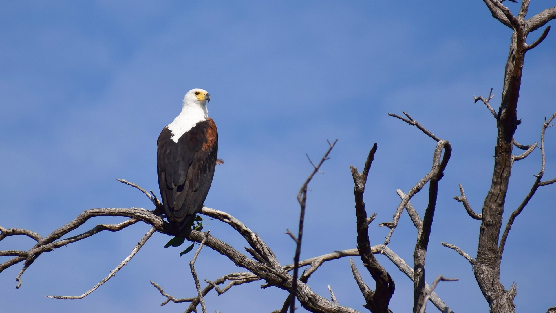 African Fish Eagle, Linyanti Reserve