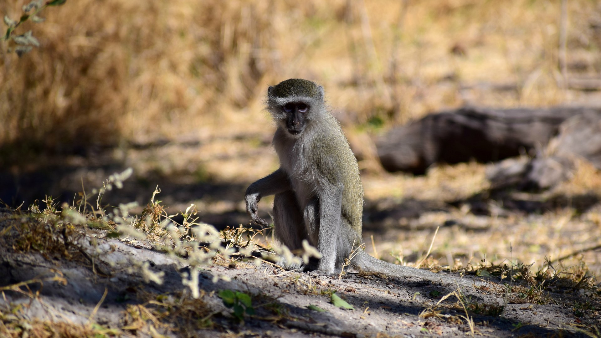 Vervet Monkey, Linyanti Reserve