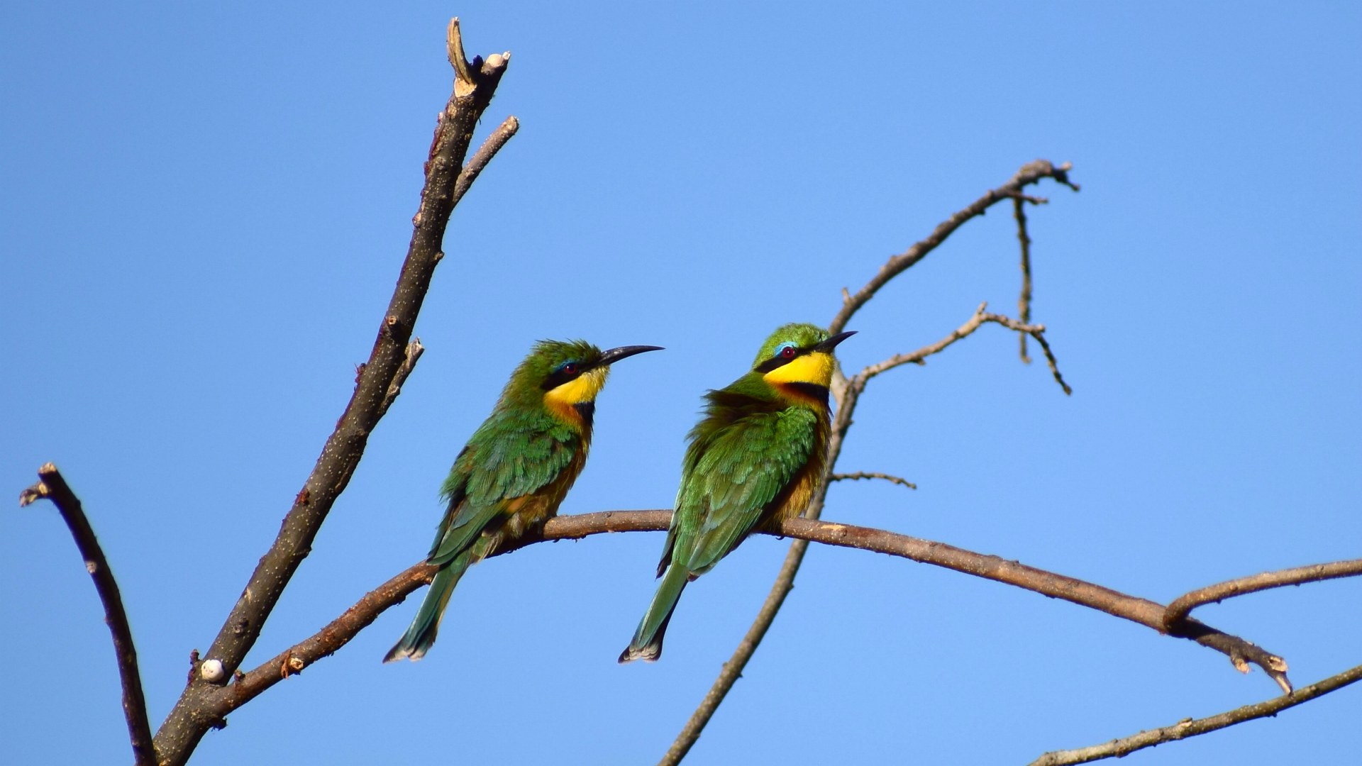 Little Bee-eaters, Linyanti Reserve