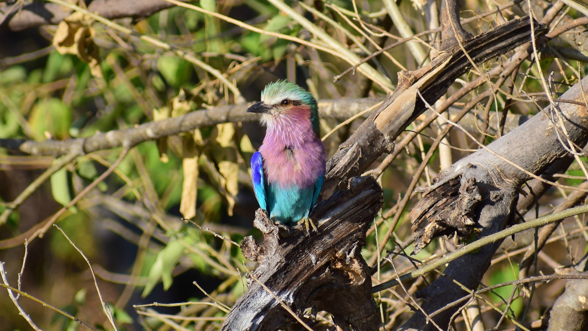 Lilac-Breasted Roller, Linyanti Reserve
