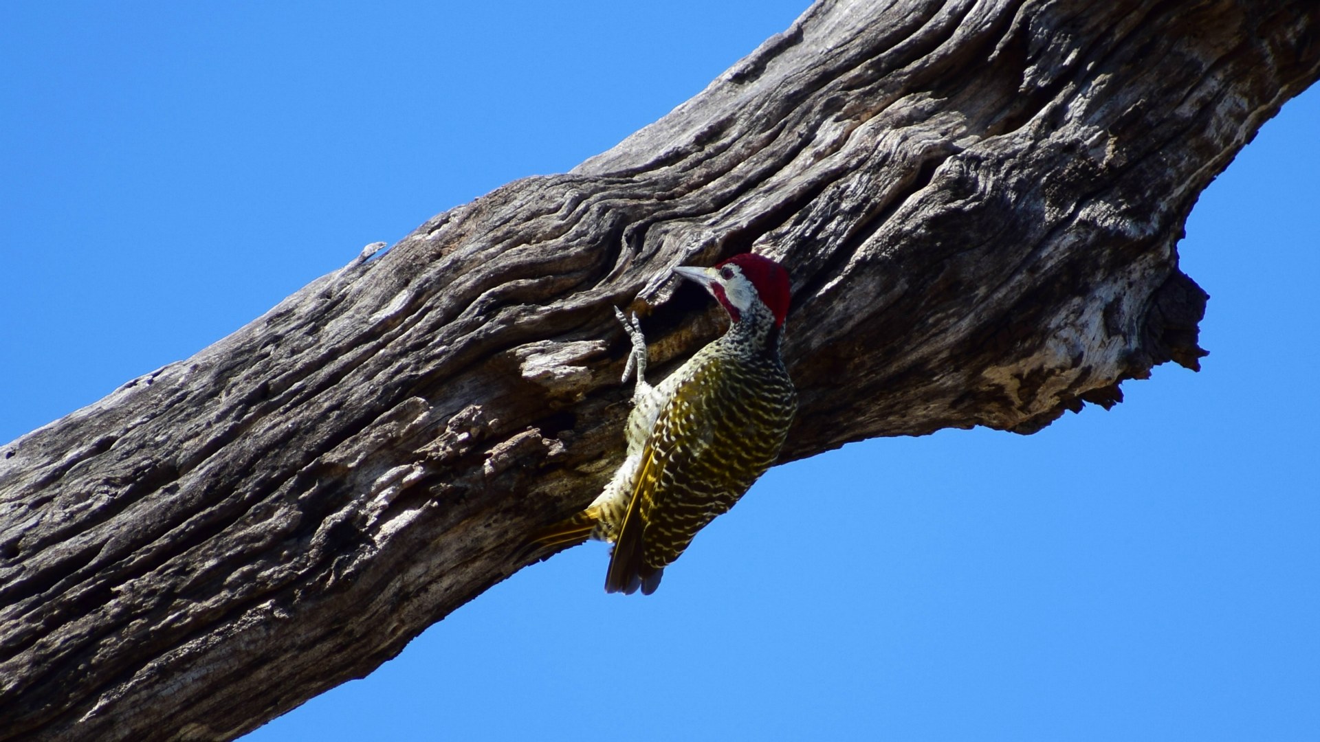 Bennett's Woodpecker, Linyanti Reserve