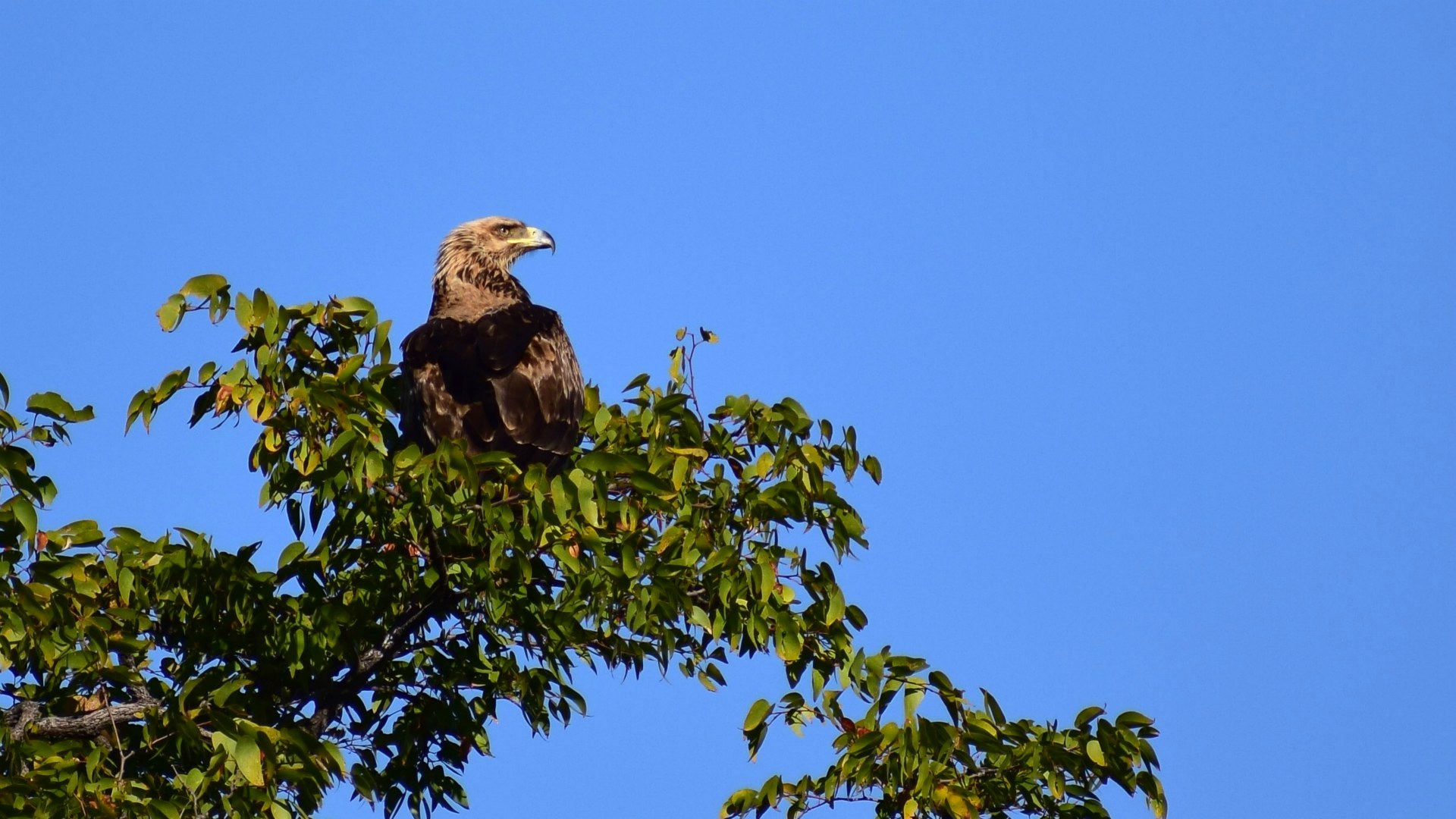 Tawny Eagle, Linyanti Reserve