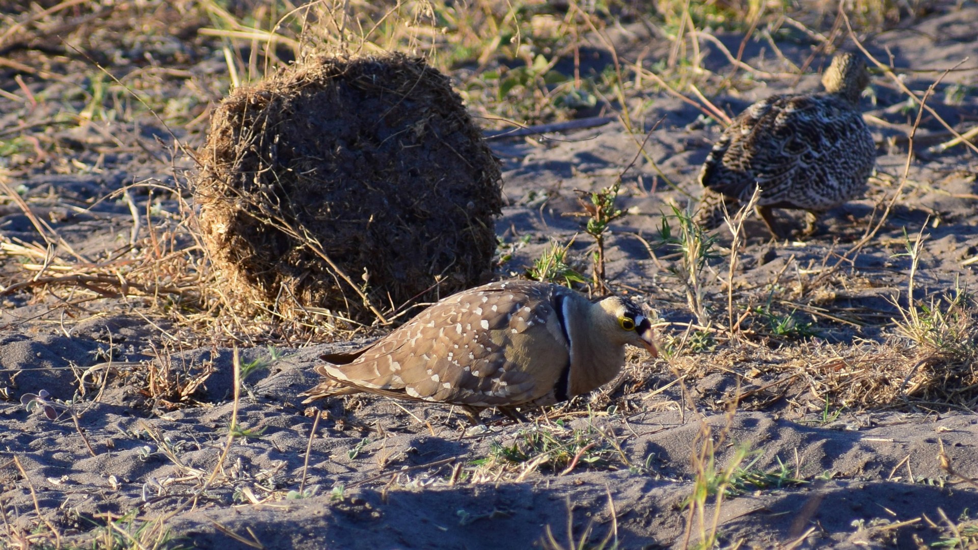 Double-banded Sandgrouse, Linyanti Reserve