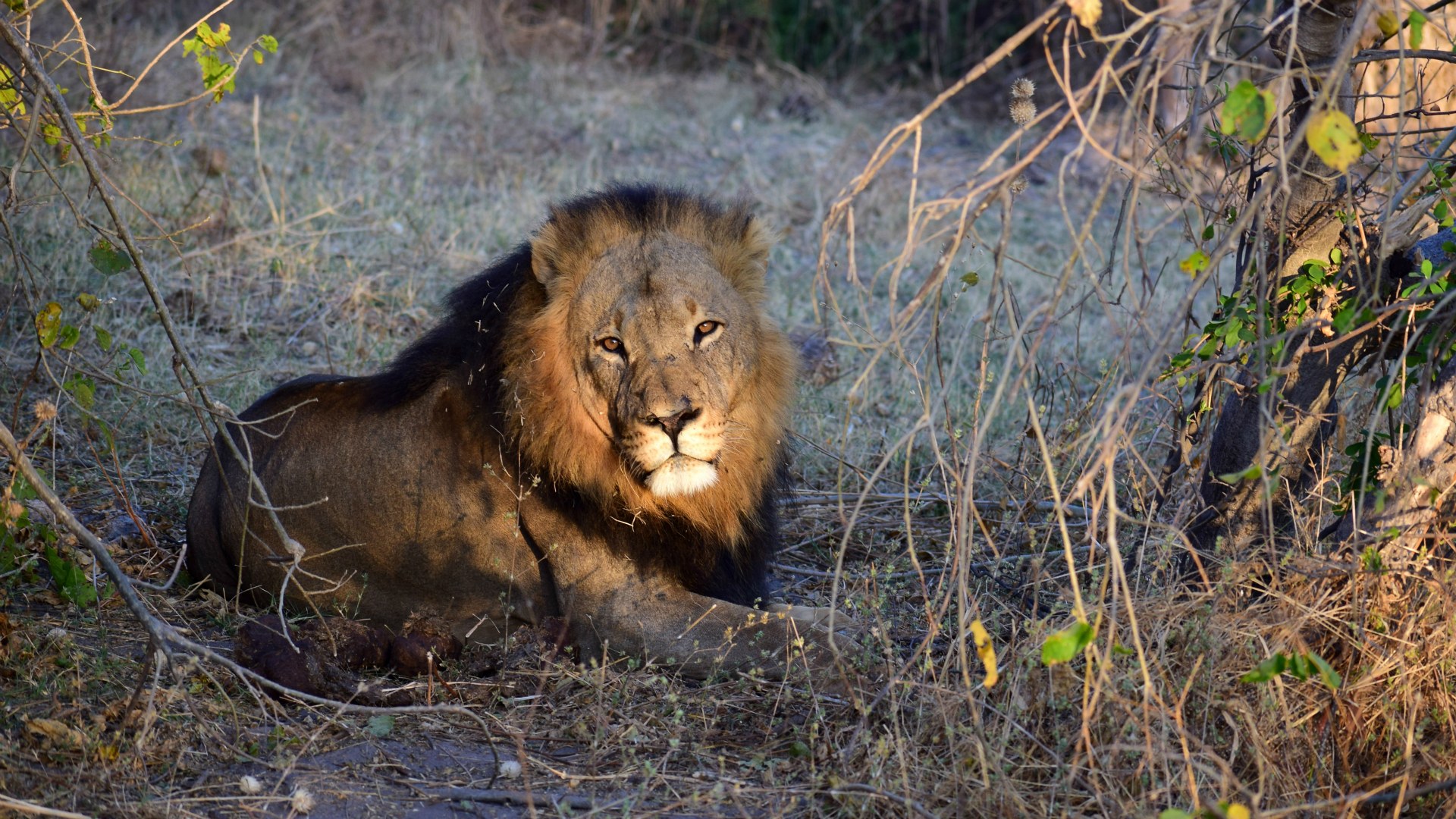 Lion, Linyanti Reserve