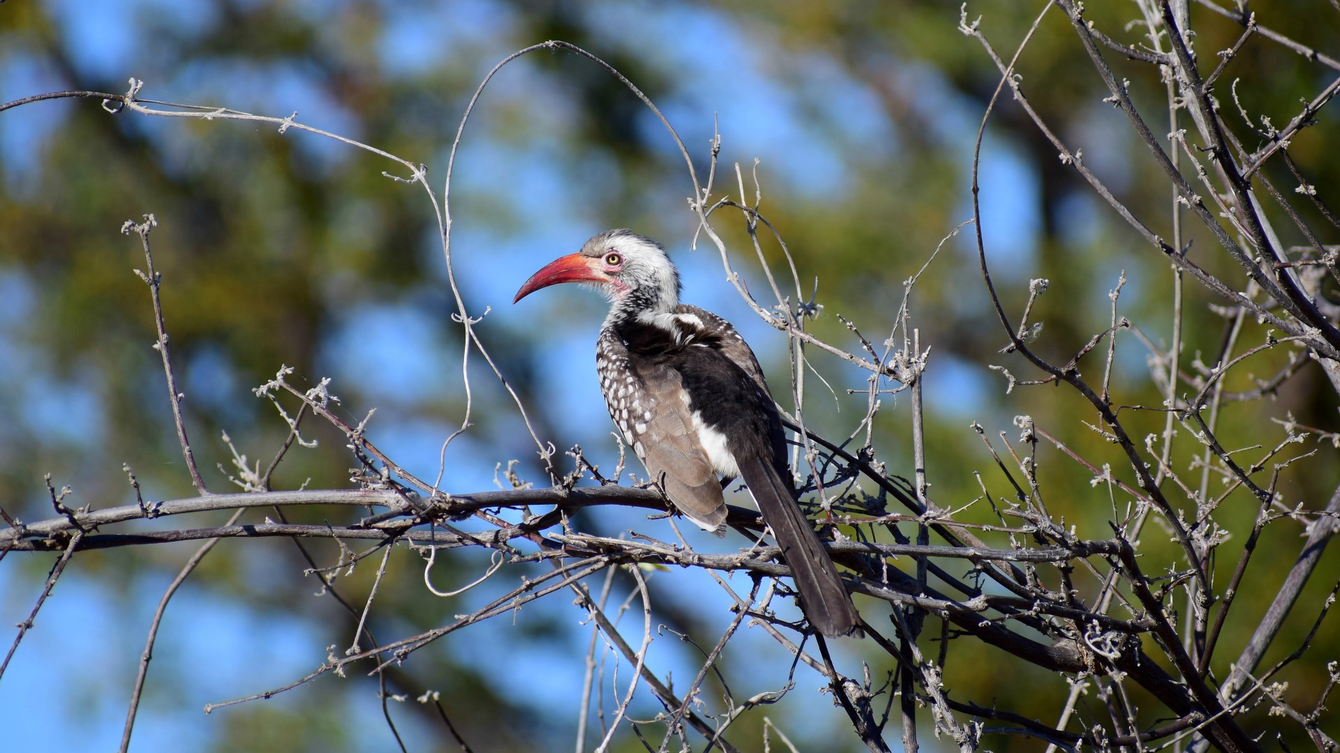 Red-billed Hornbill, Linyanti Reserve