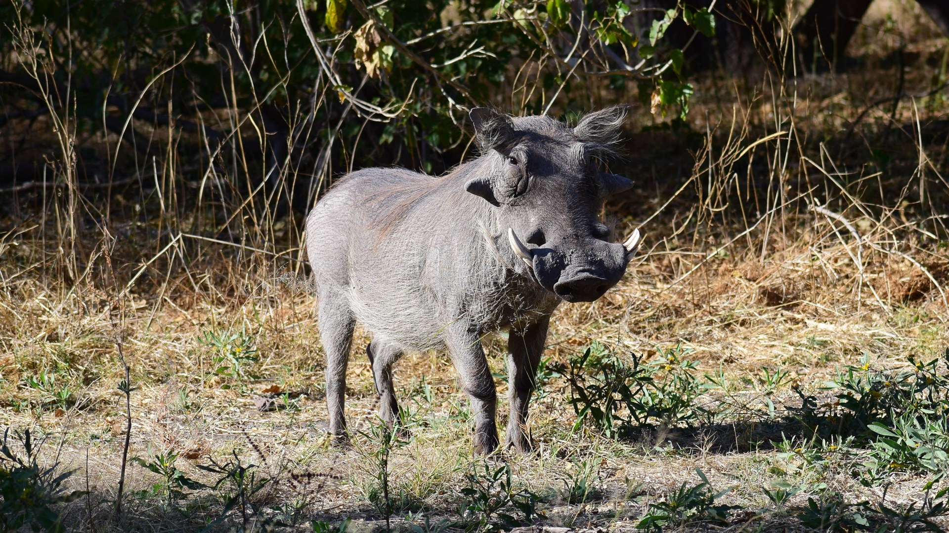 Warthog, Linyanti Reserve