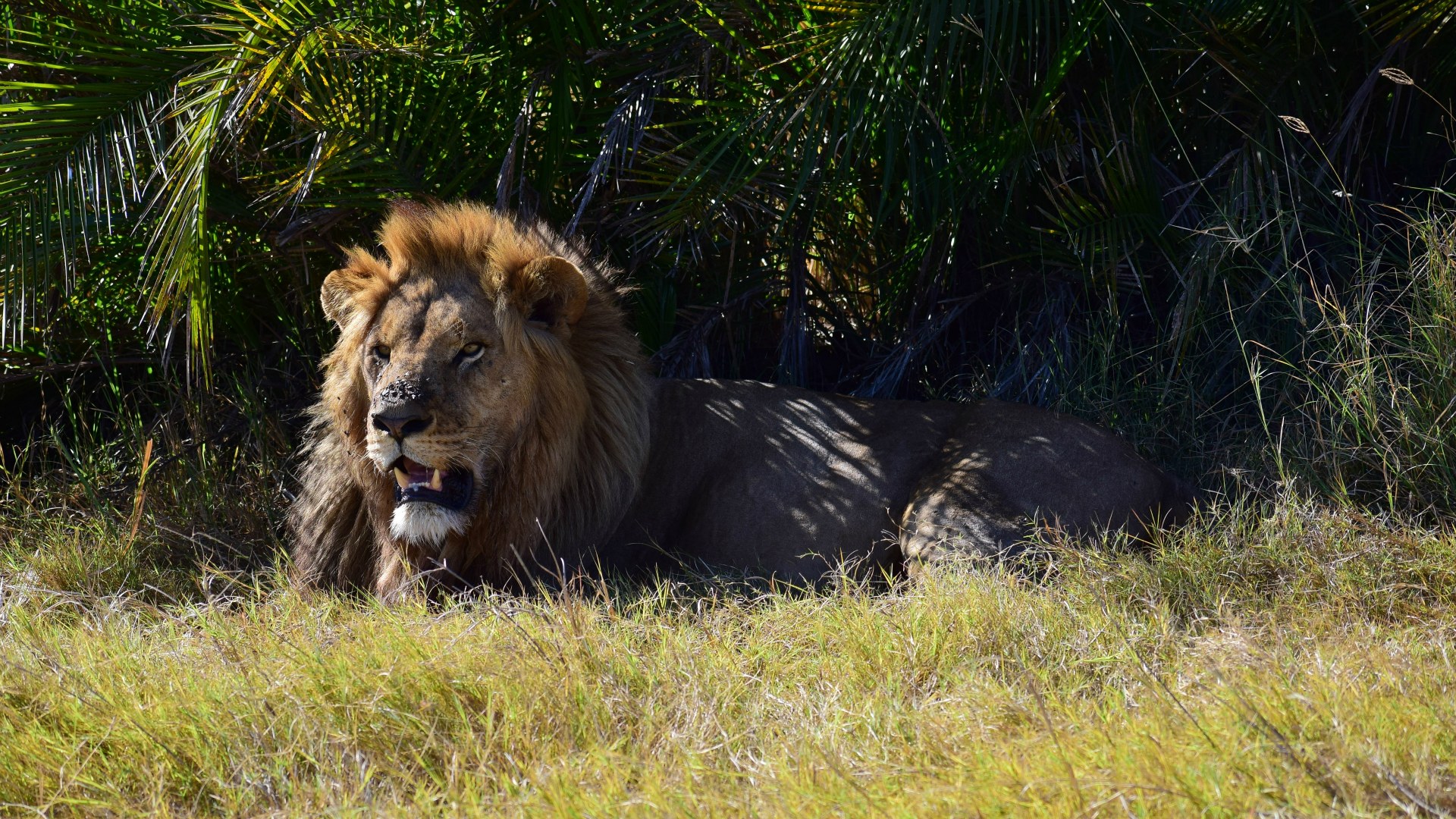 Lion, Okavango Delta