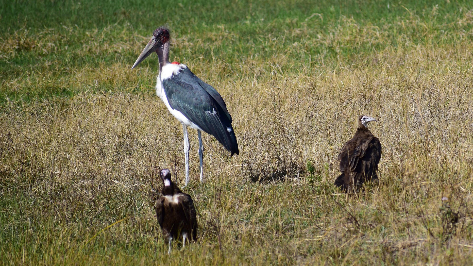 Marabou Stork and Hooded Vultures, Okavango Delta
