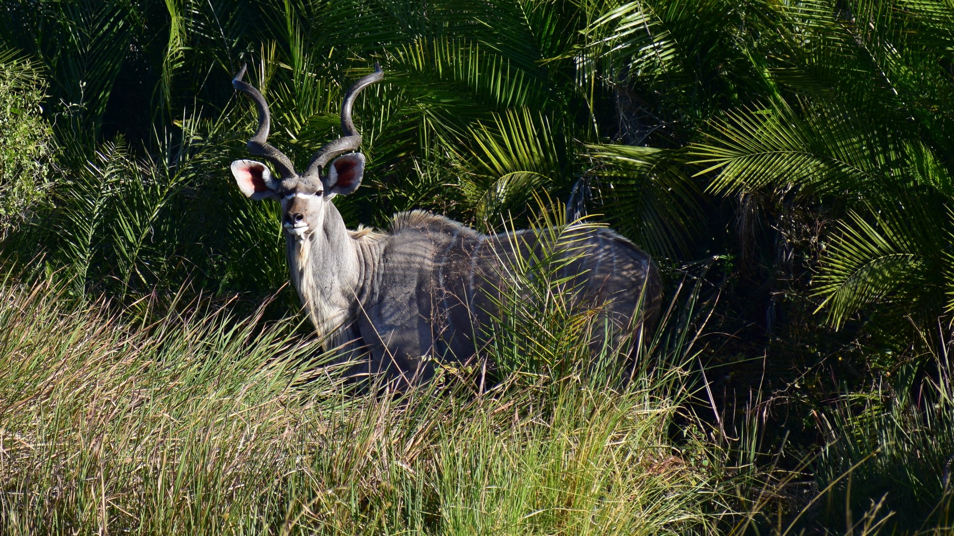Kudu, Okavango Delta