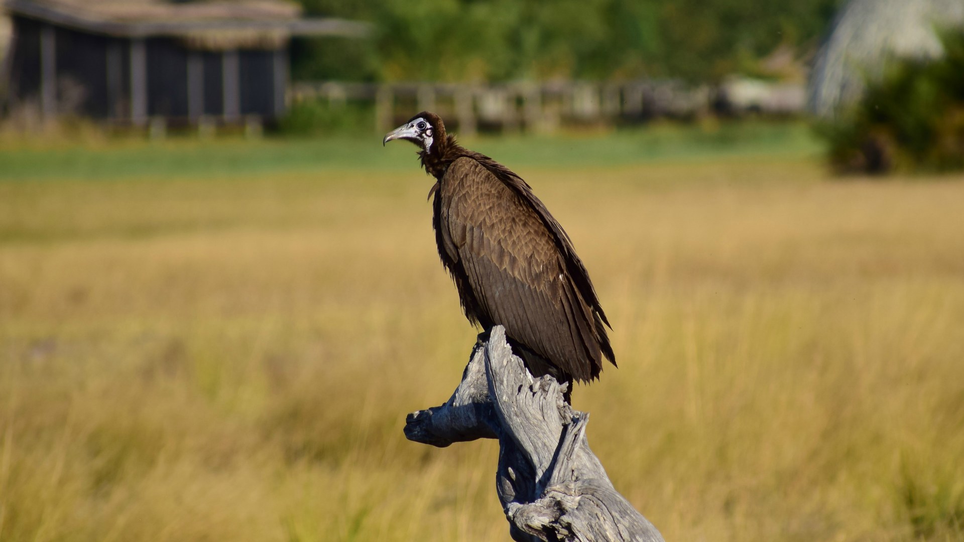 Hooded Vulture, Okavango Delta