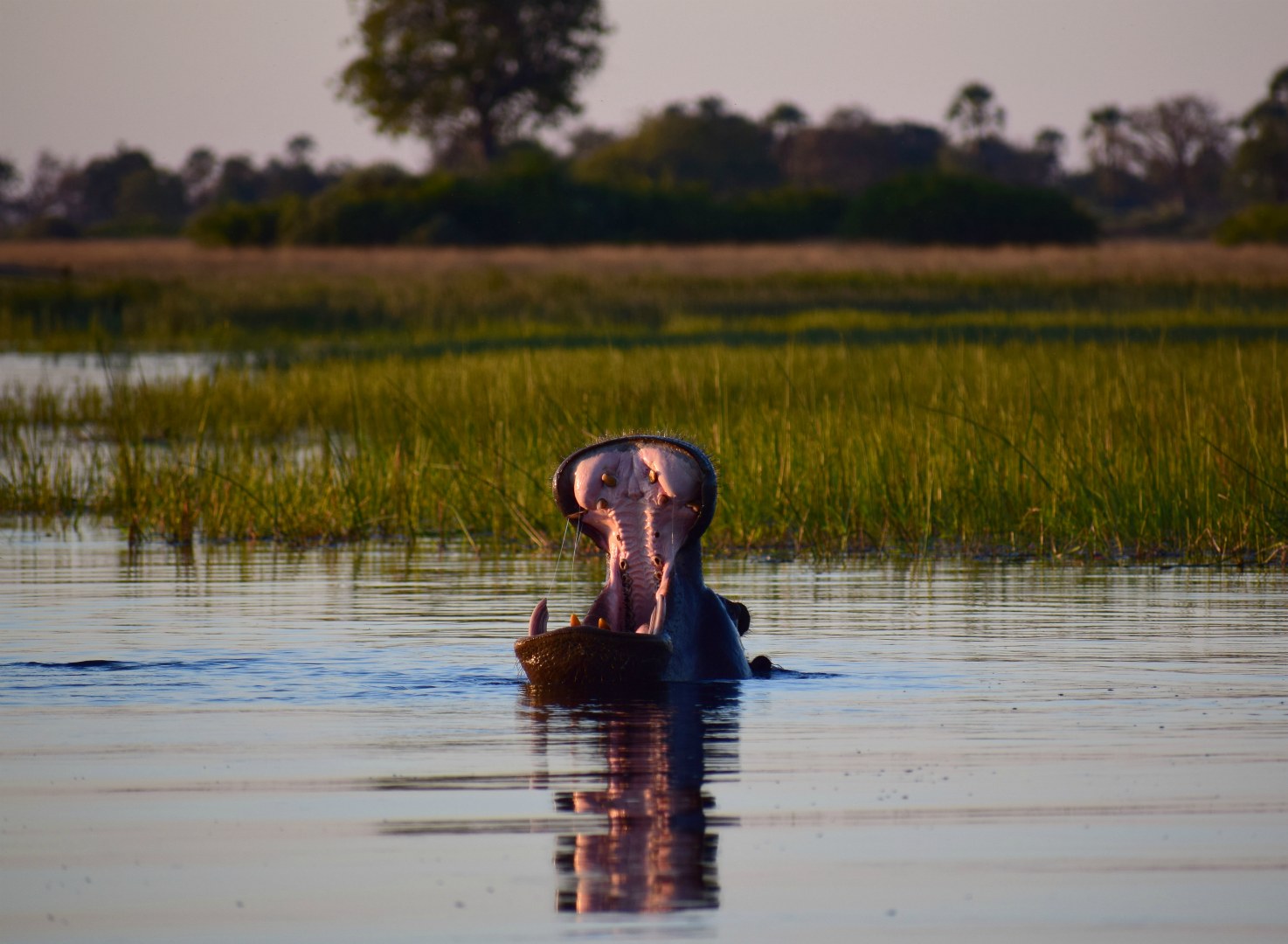 Hippopotamus, Okavango Delta