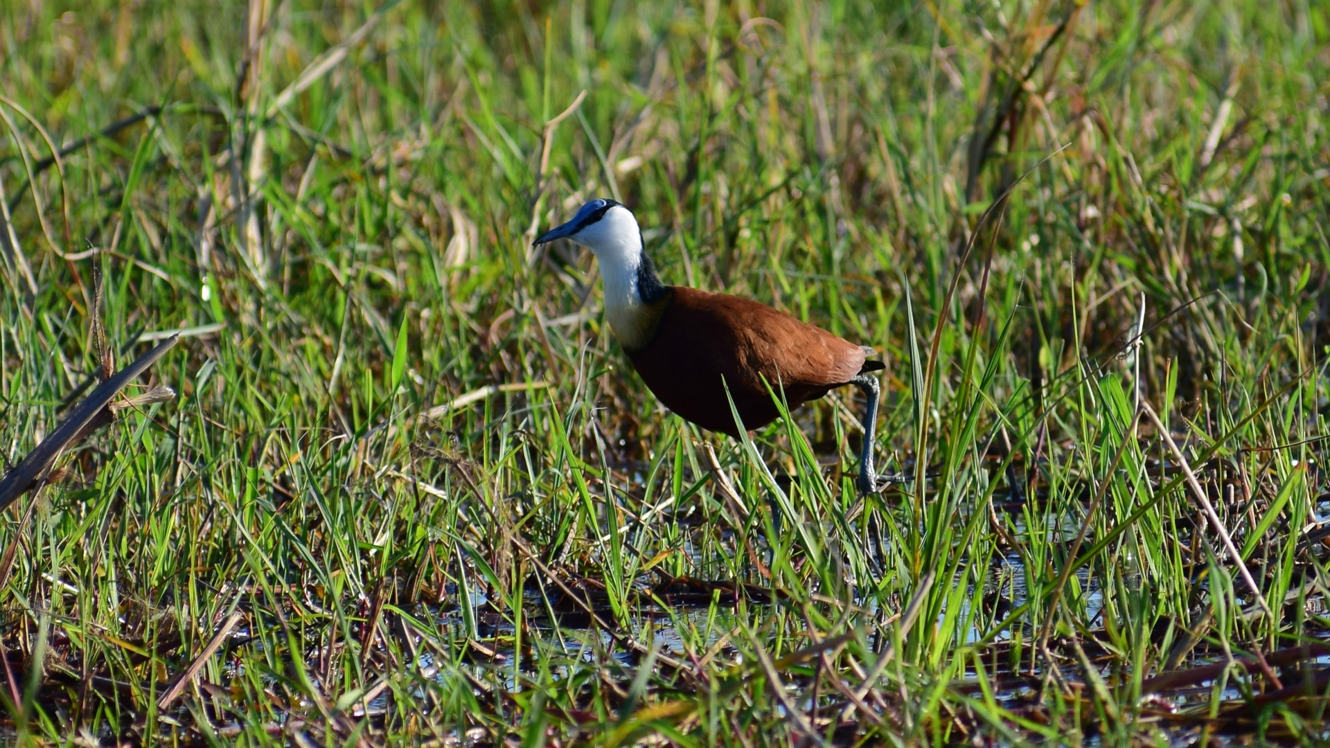 African Jacana, Okavango Delta