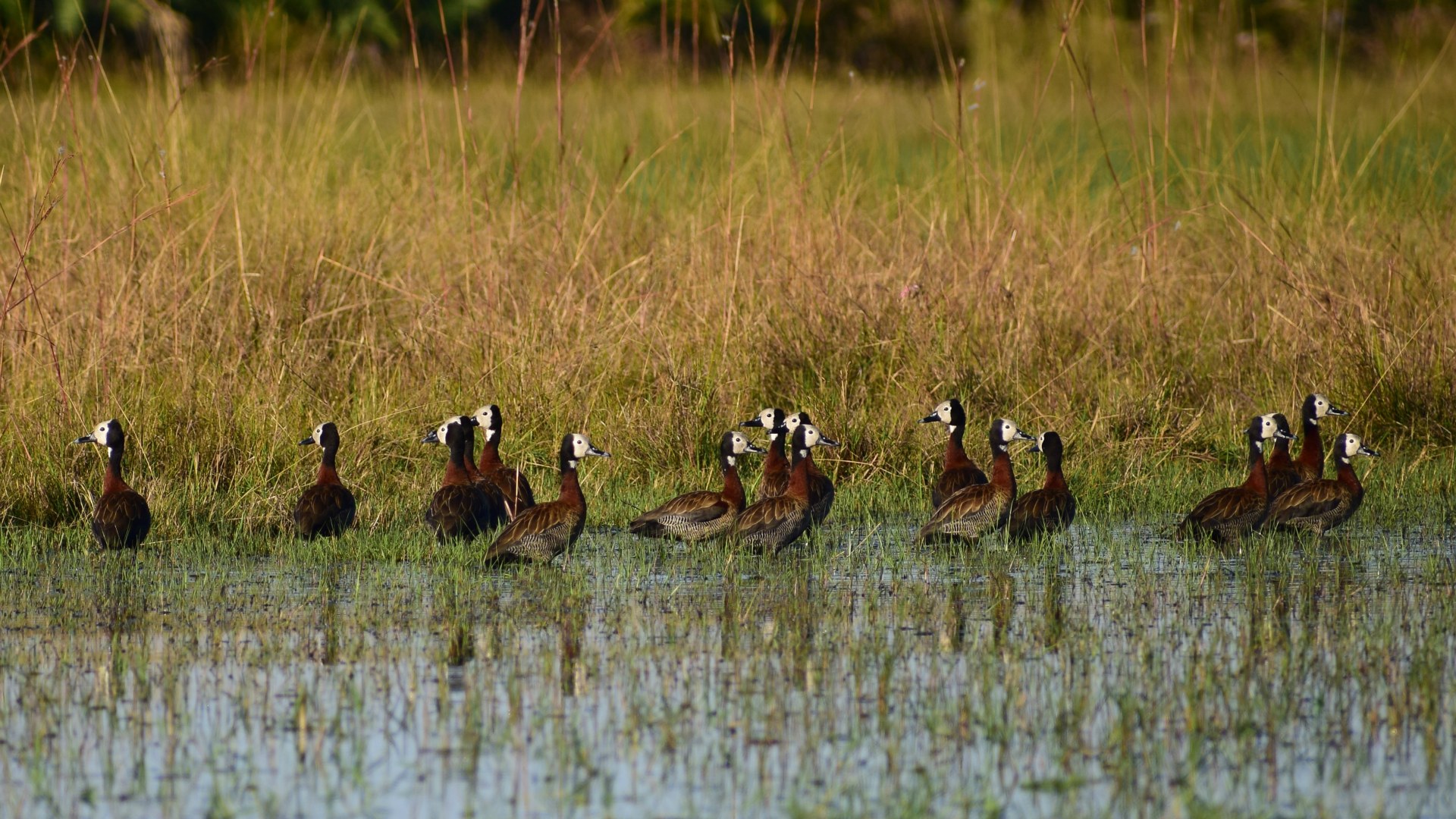 Whistling Ducks, Okavango Delta