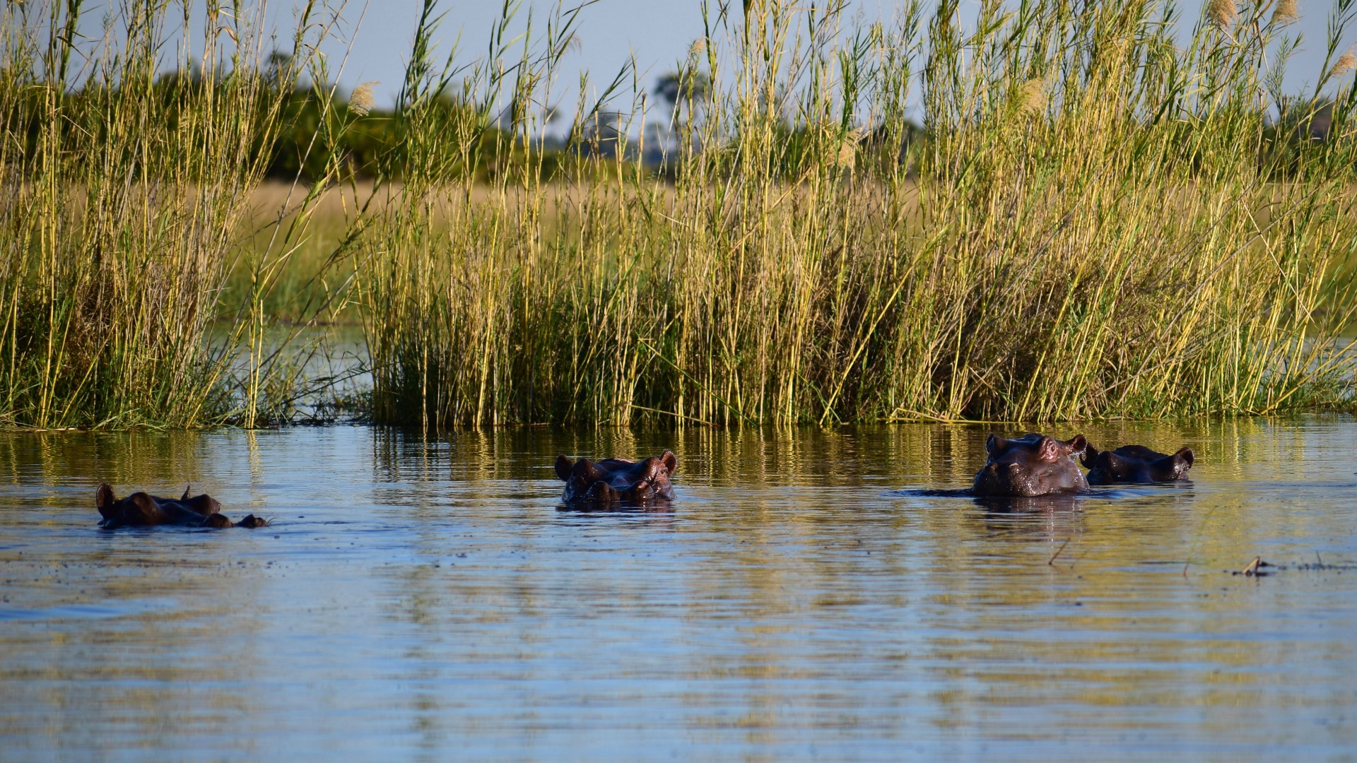 Hippos, Okavango Delta