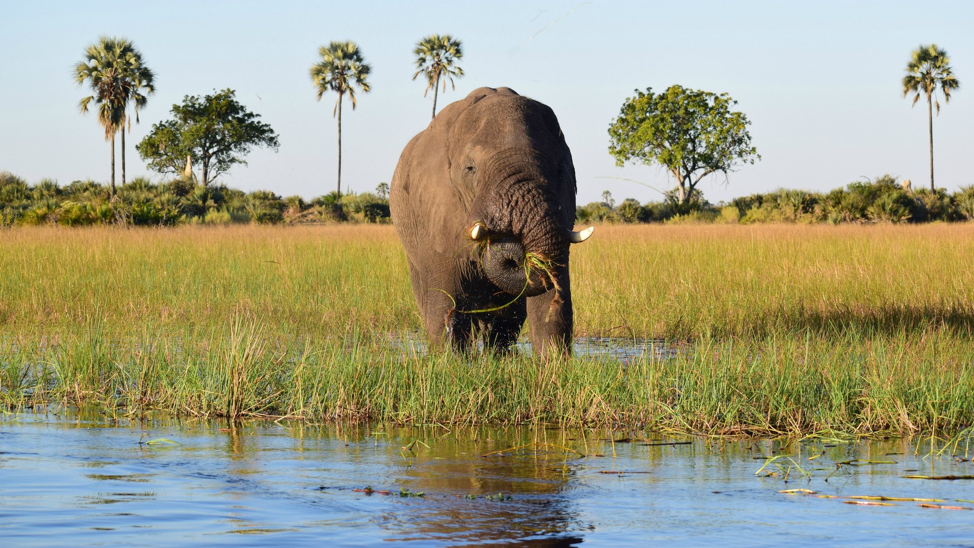 Elephant, Okavango Delta
