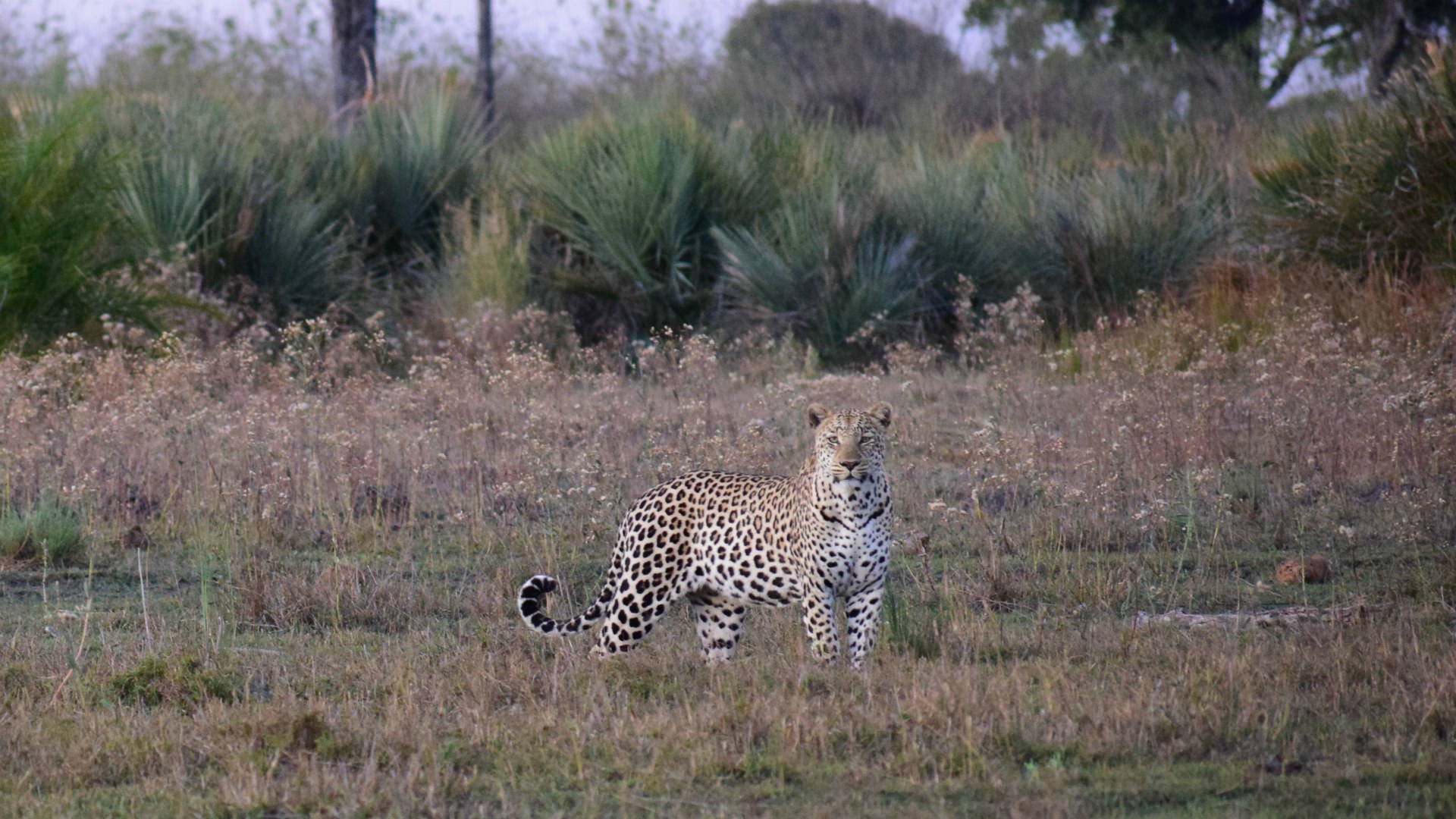 Leopard, Okavango Delta
