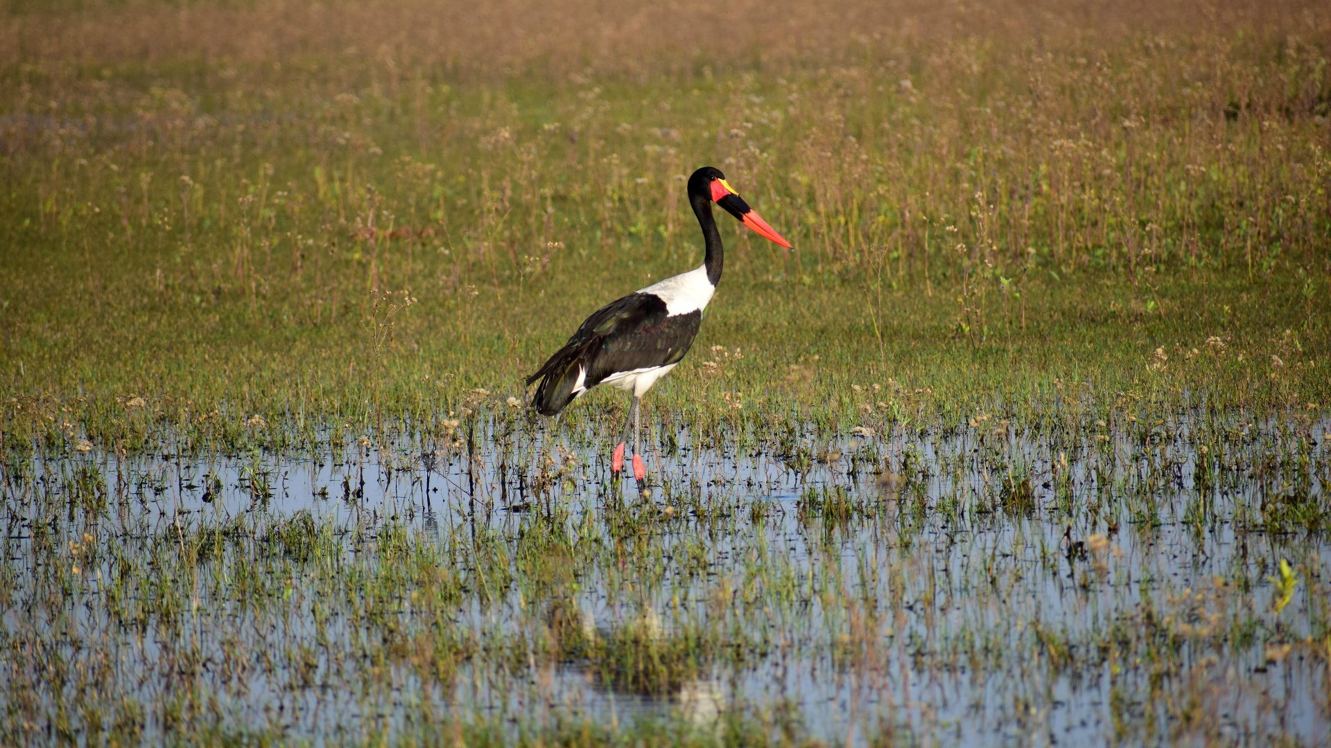 Saddle-billed Stork, Okavango Delta