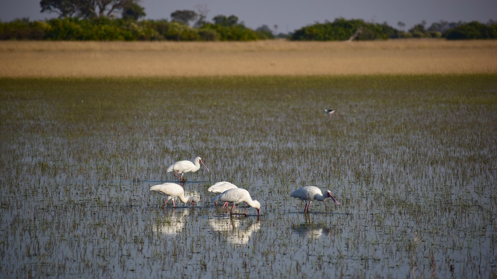 Spoonbills, Okavango Delta
