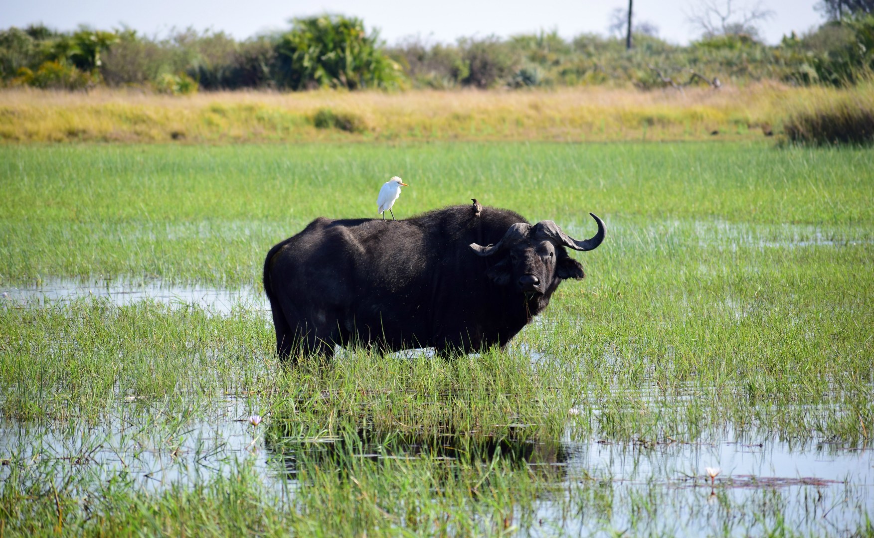 Buffalo with Cattle Egret and Oxpecker, Okavango Delta