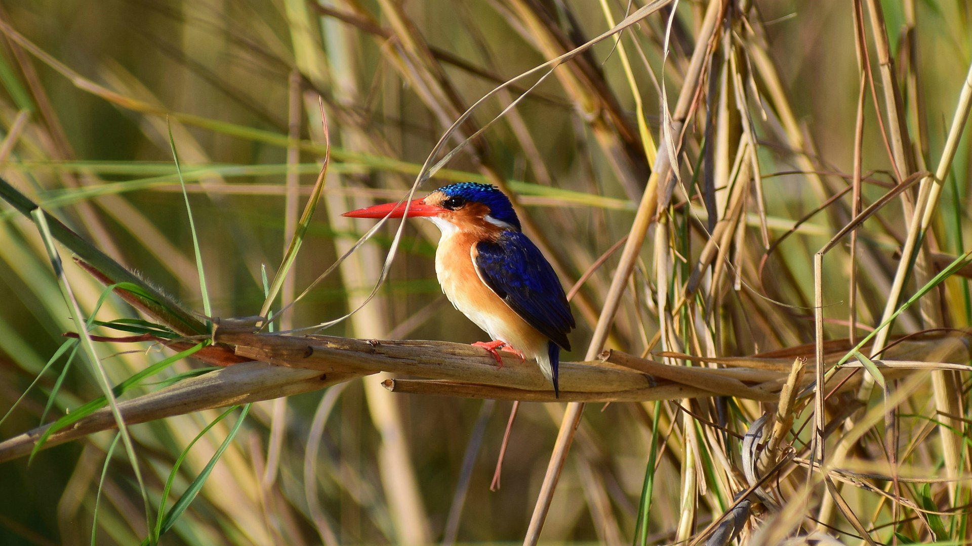 Malachite Kingfisher, Okavango Delta