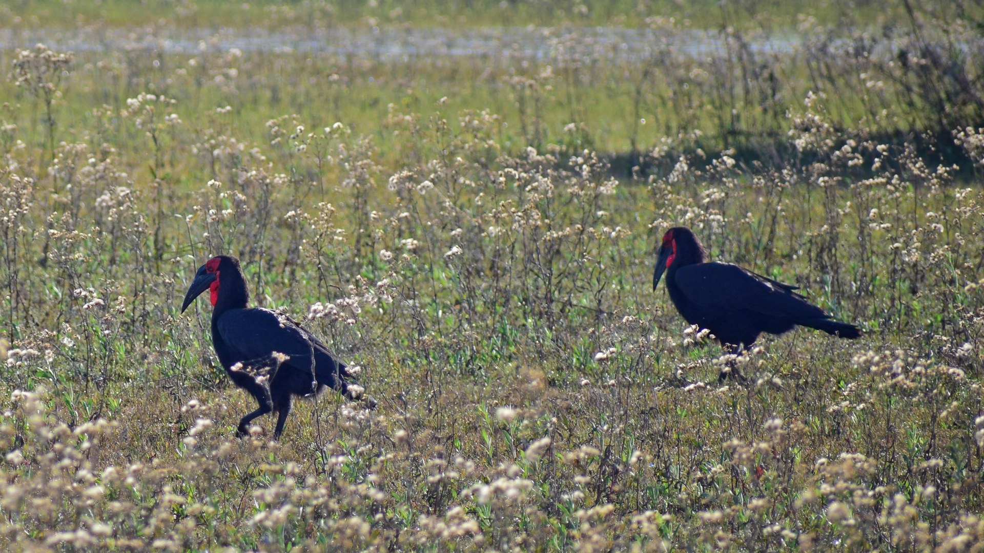 Southern Ground Hornbills, Okavango Delta