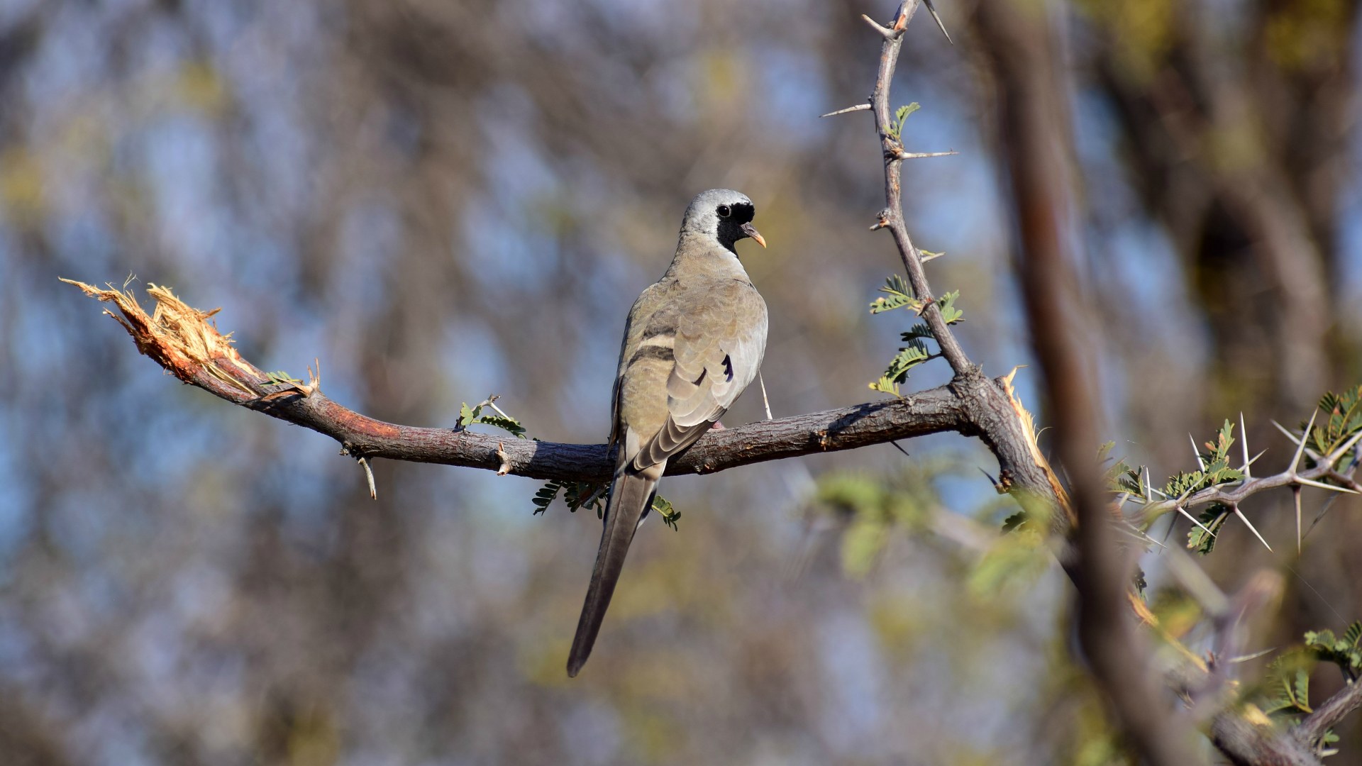 Namaqua Dove, Santawani Concession