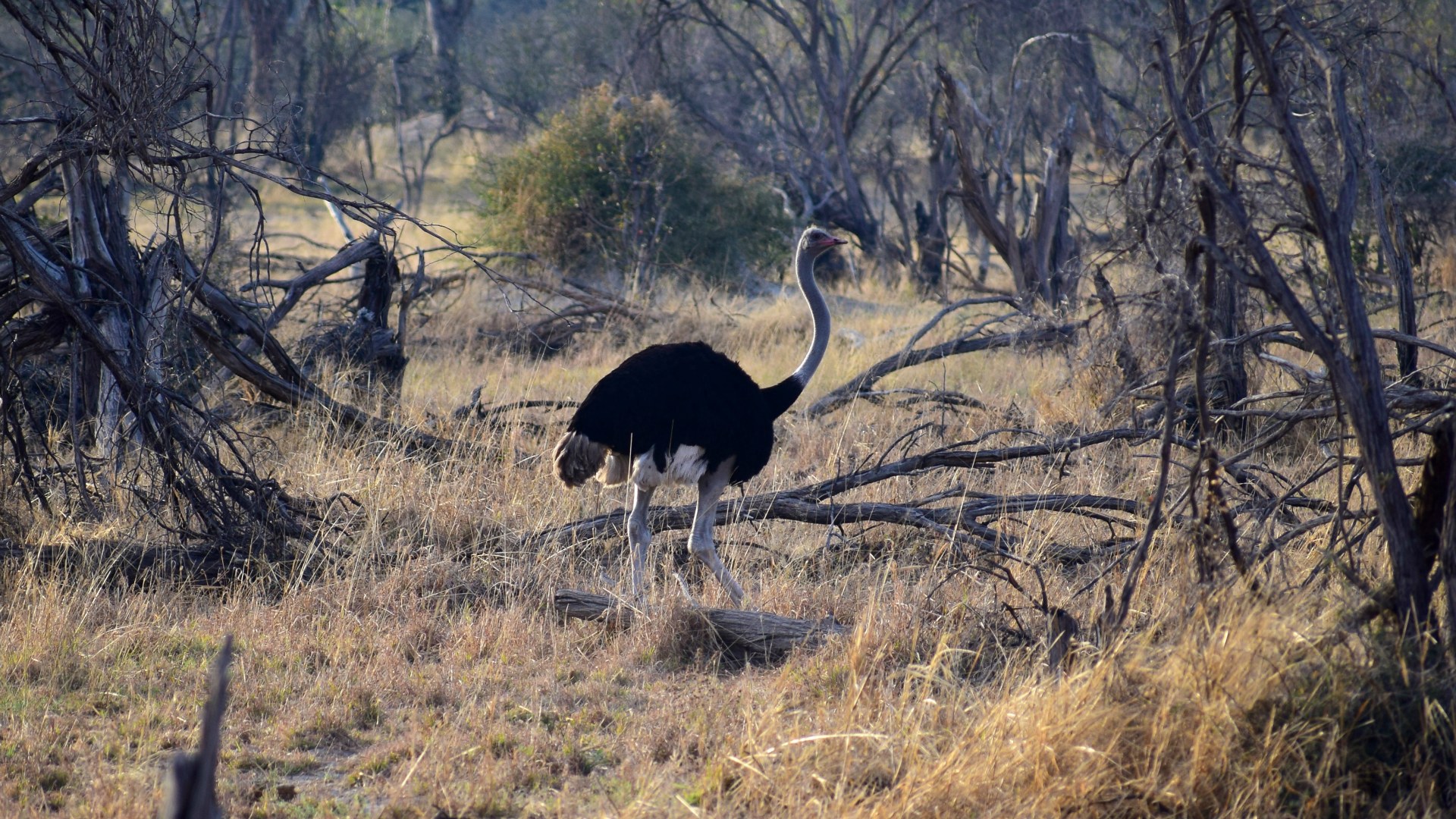 Ostrich, Santawani Concession