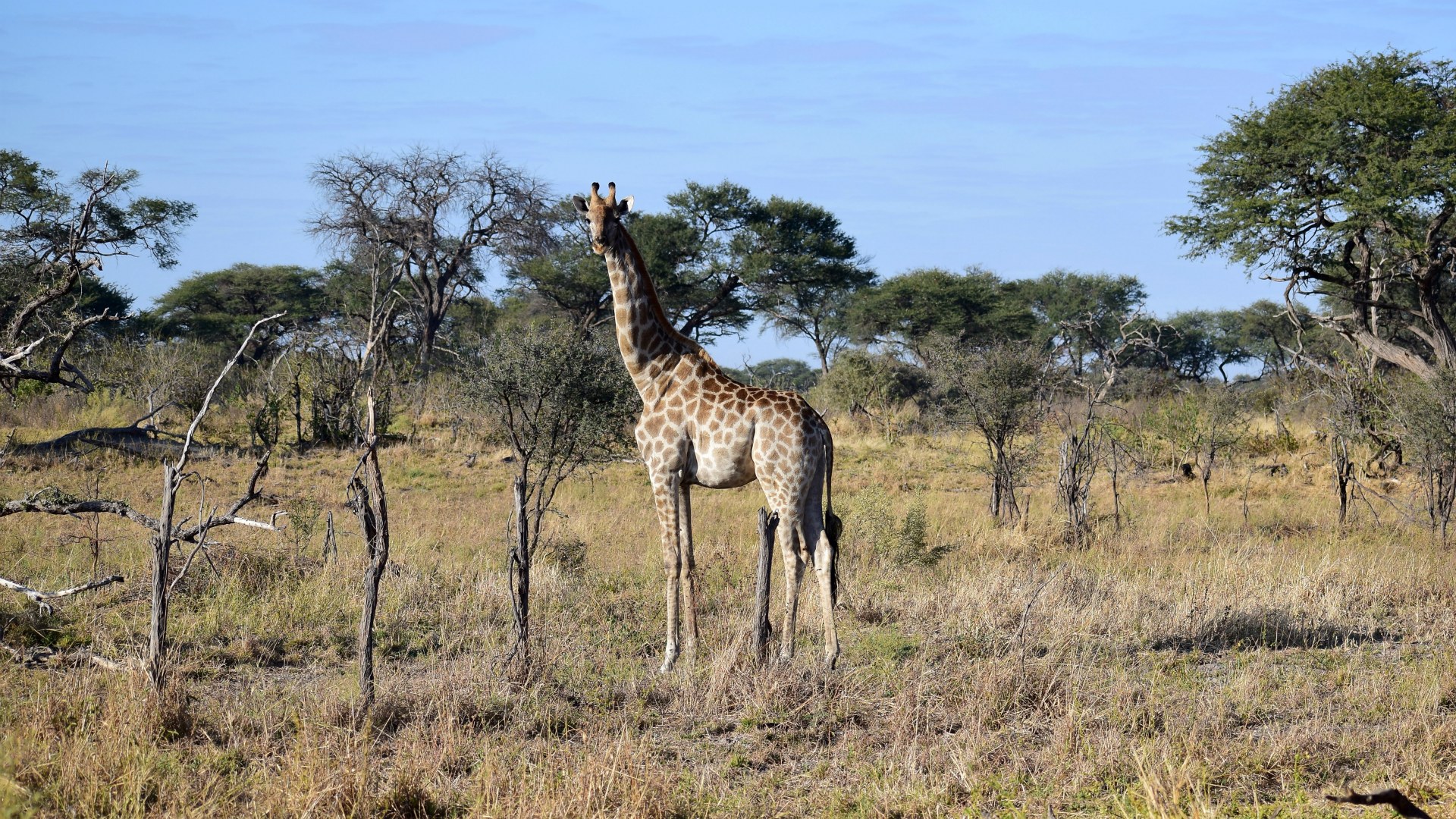 Giraffe, Santawani Concession