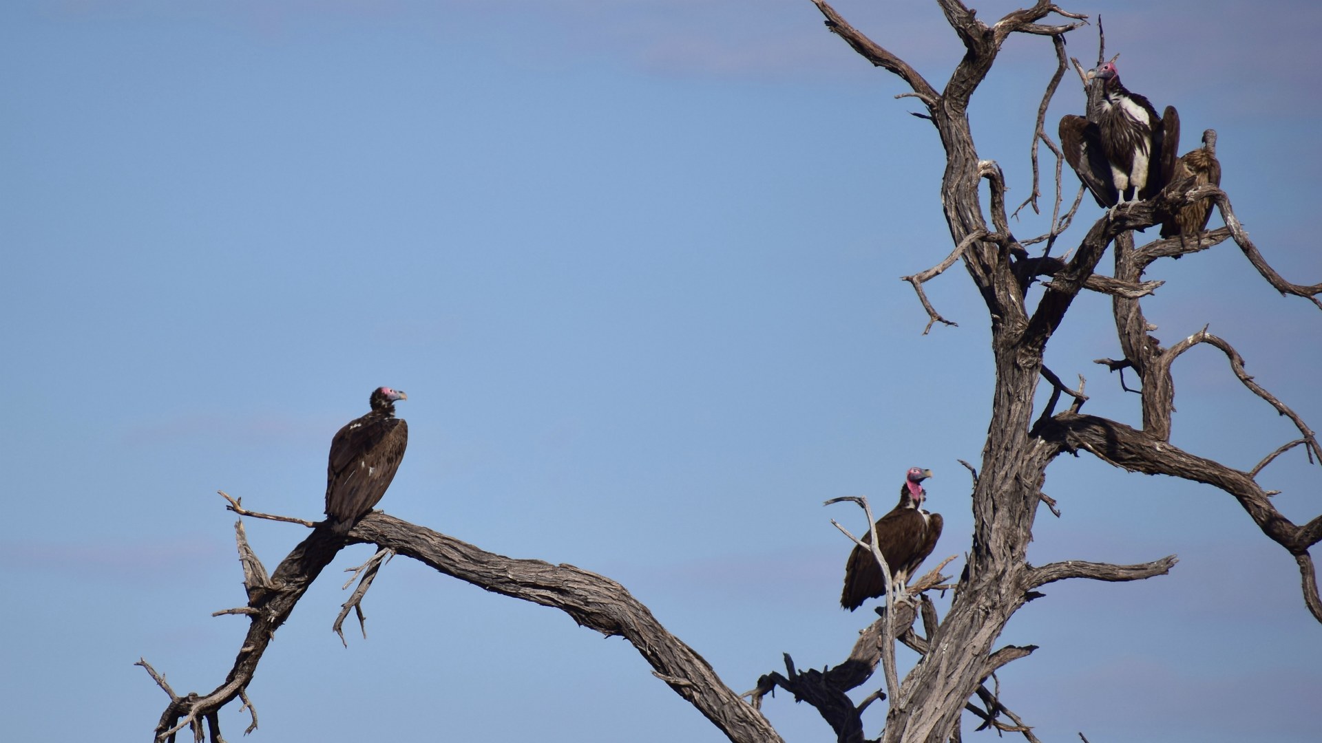 Lappet-faced Vultures, Santawani Concession