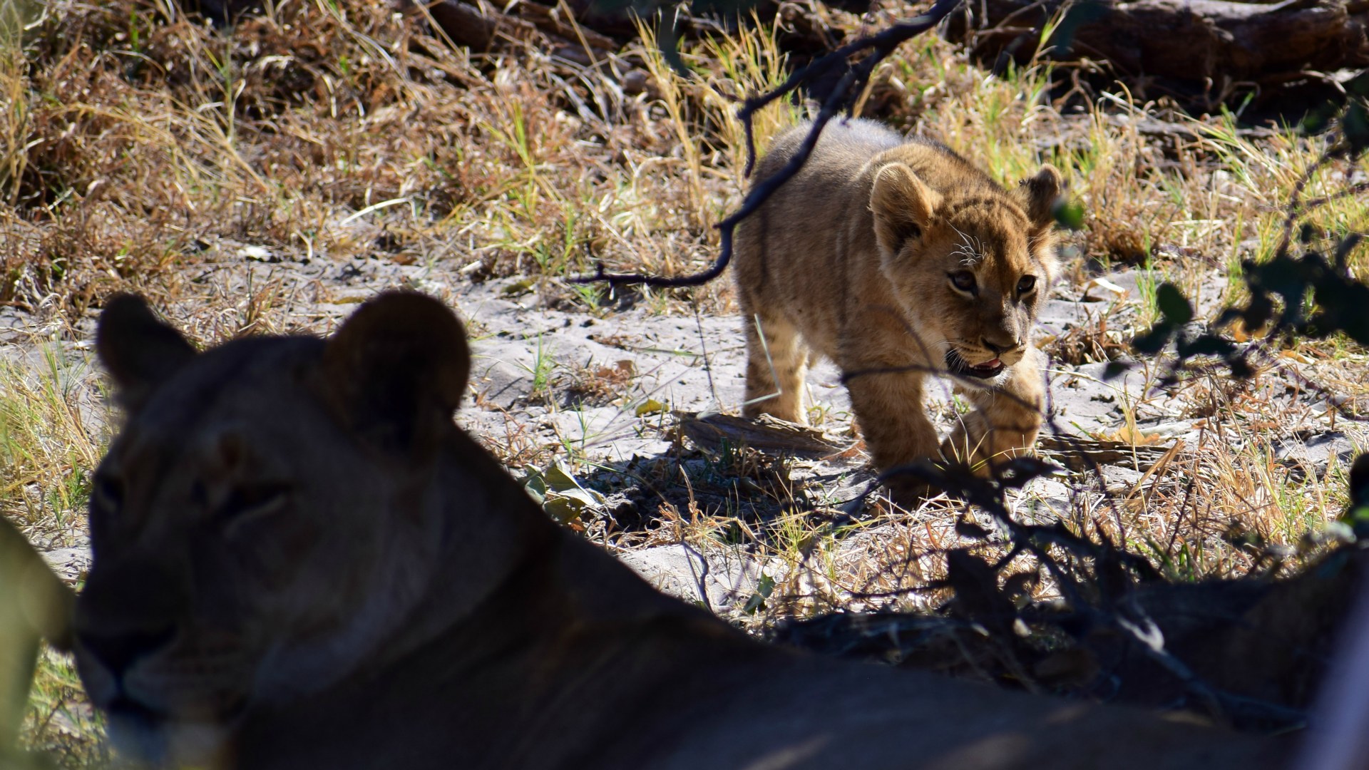 Lion cub, Santawani Concession