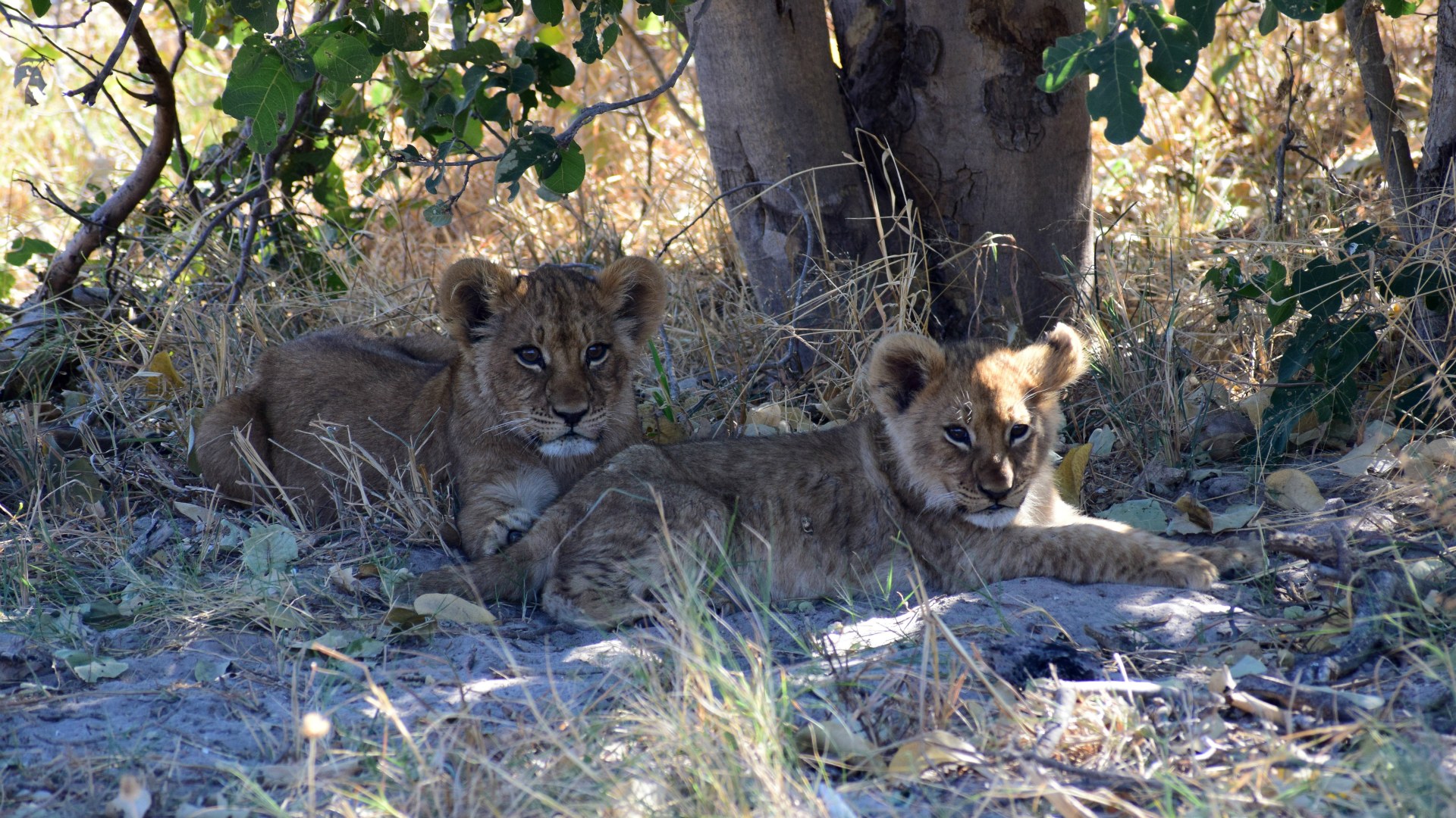 Lion cubs, Santawani Concession