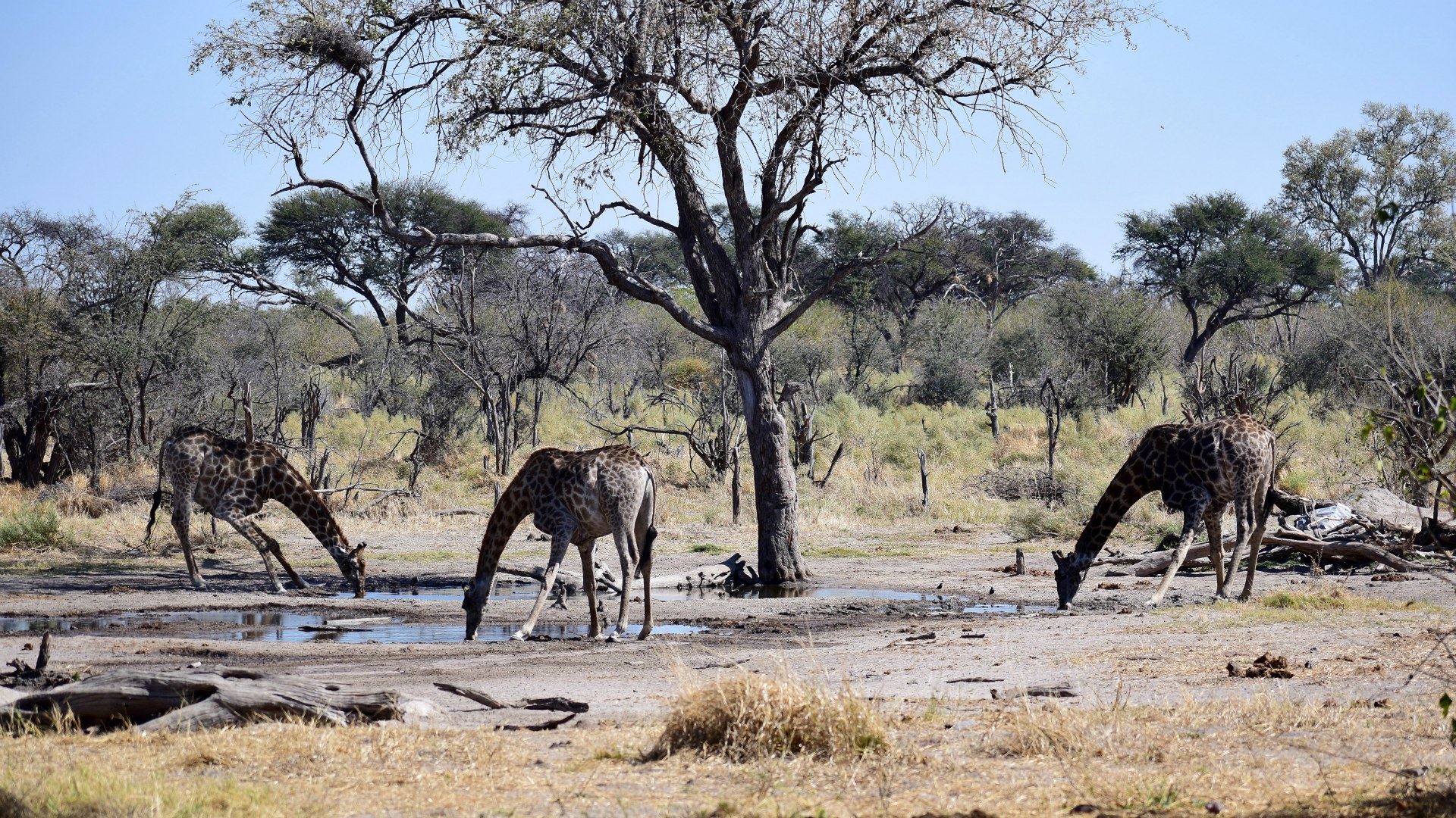 Giraffes drinking, Santawani Concession